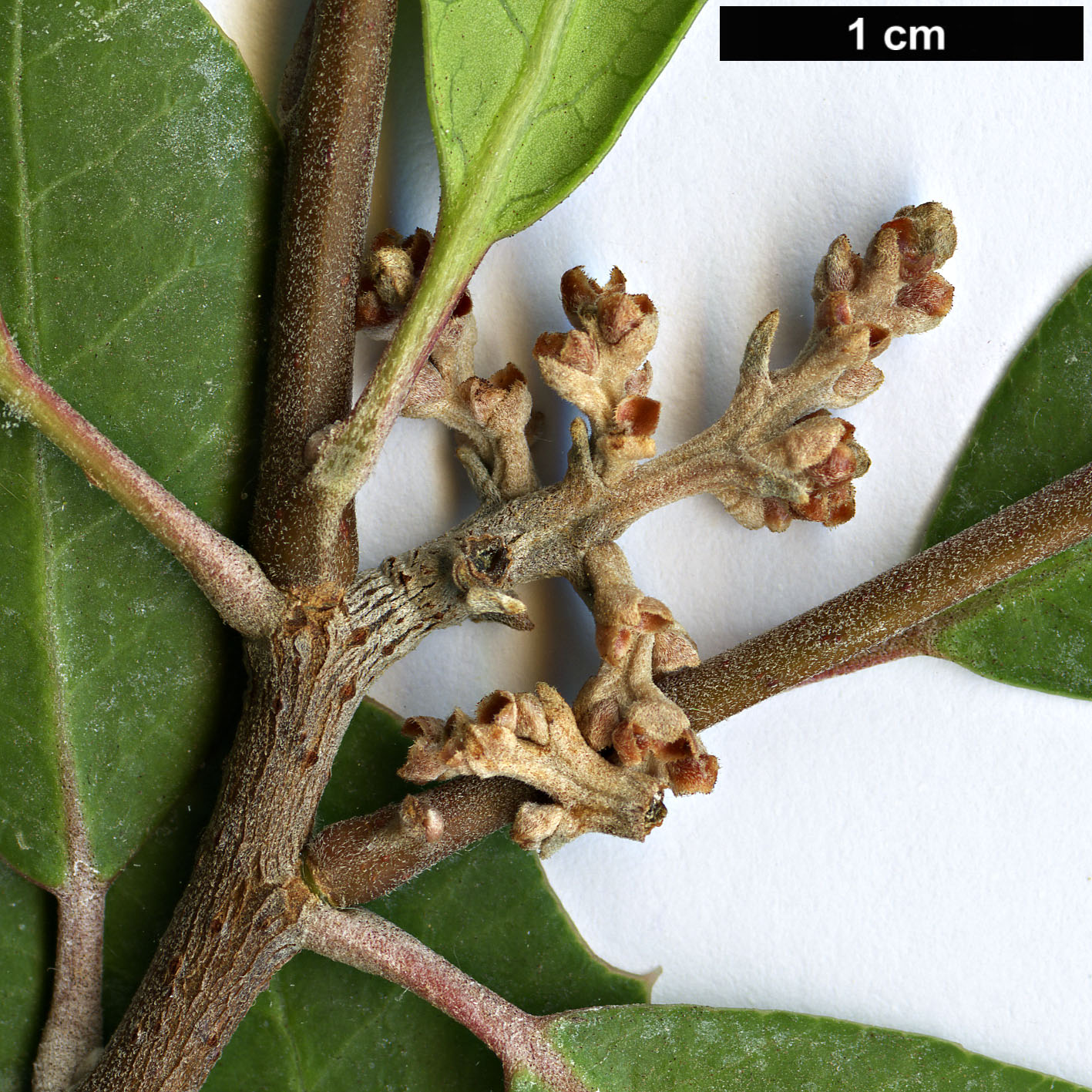 High resolution image: Family: Anacardiaceae - Genus: Rhus - Taxon: integrifolia