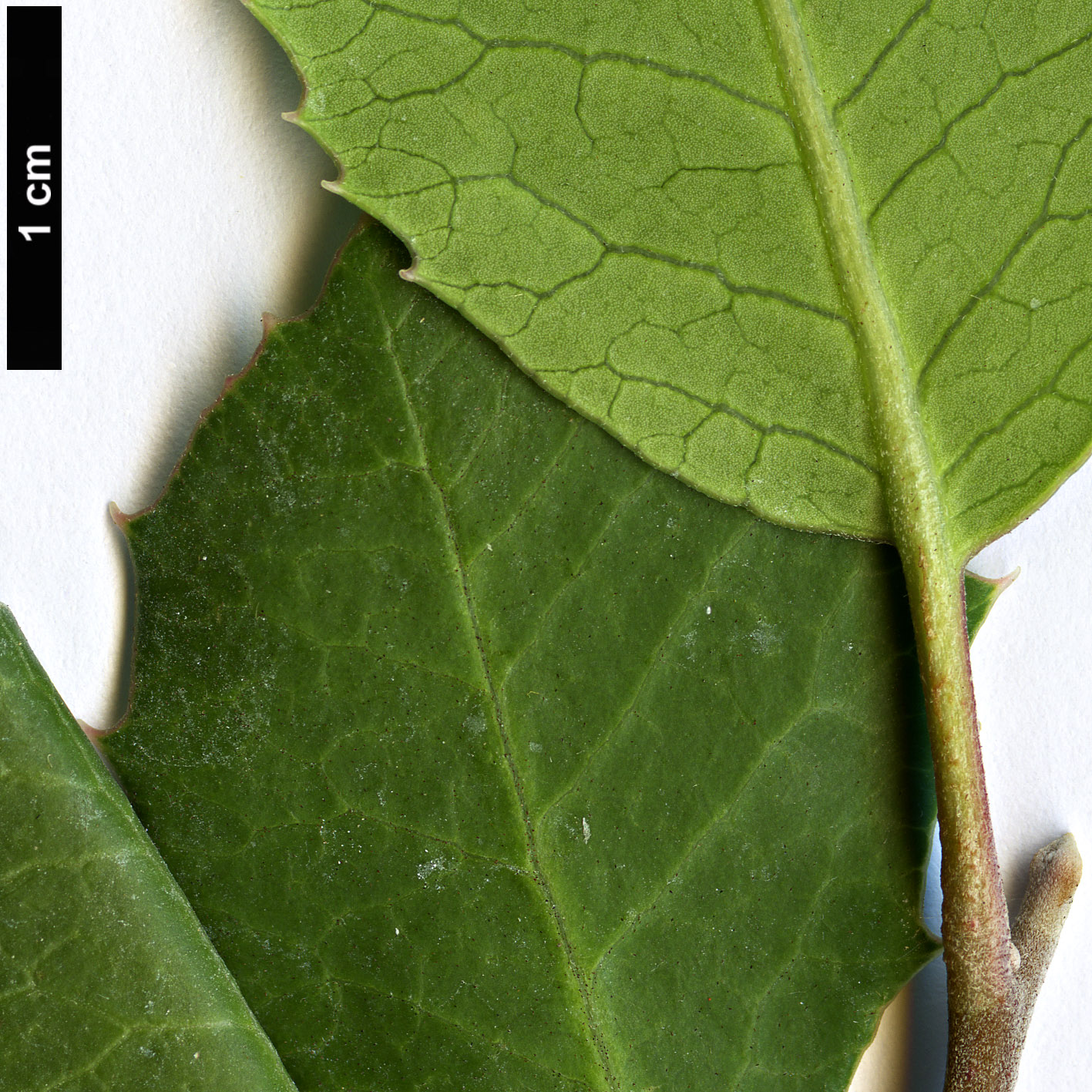 High resolution image: Family: Anacardiaceae - Genus: Rhus - Taxon: integrifolia
