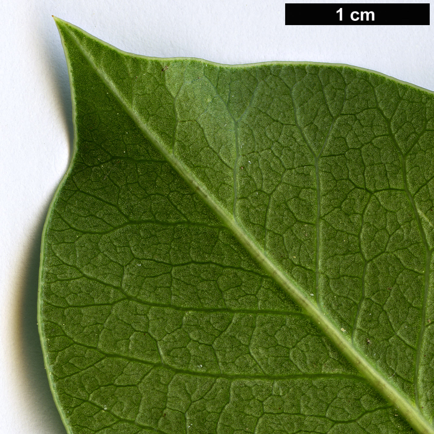 High resolution image: Family: Anacardiaceae - Genus: Rhus - Taxon: ovata