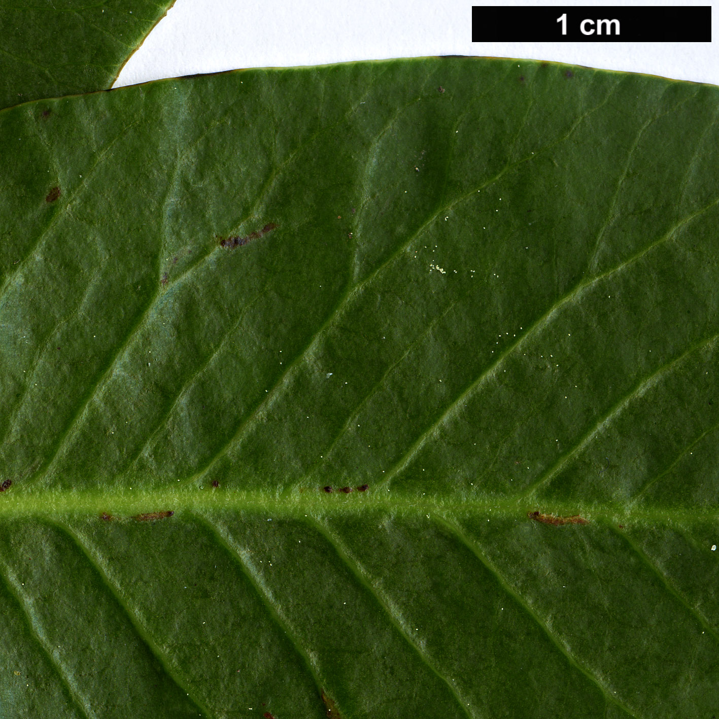 High resolution image: Family: Anacardiaceae - Genus: Rhus - Taxon: ovata