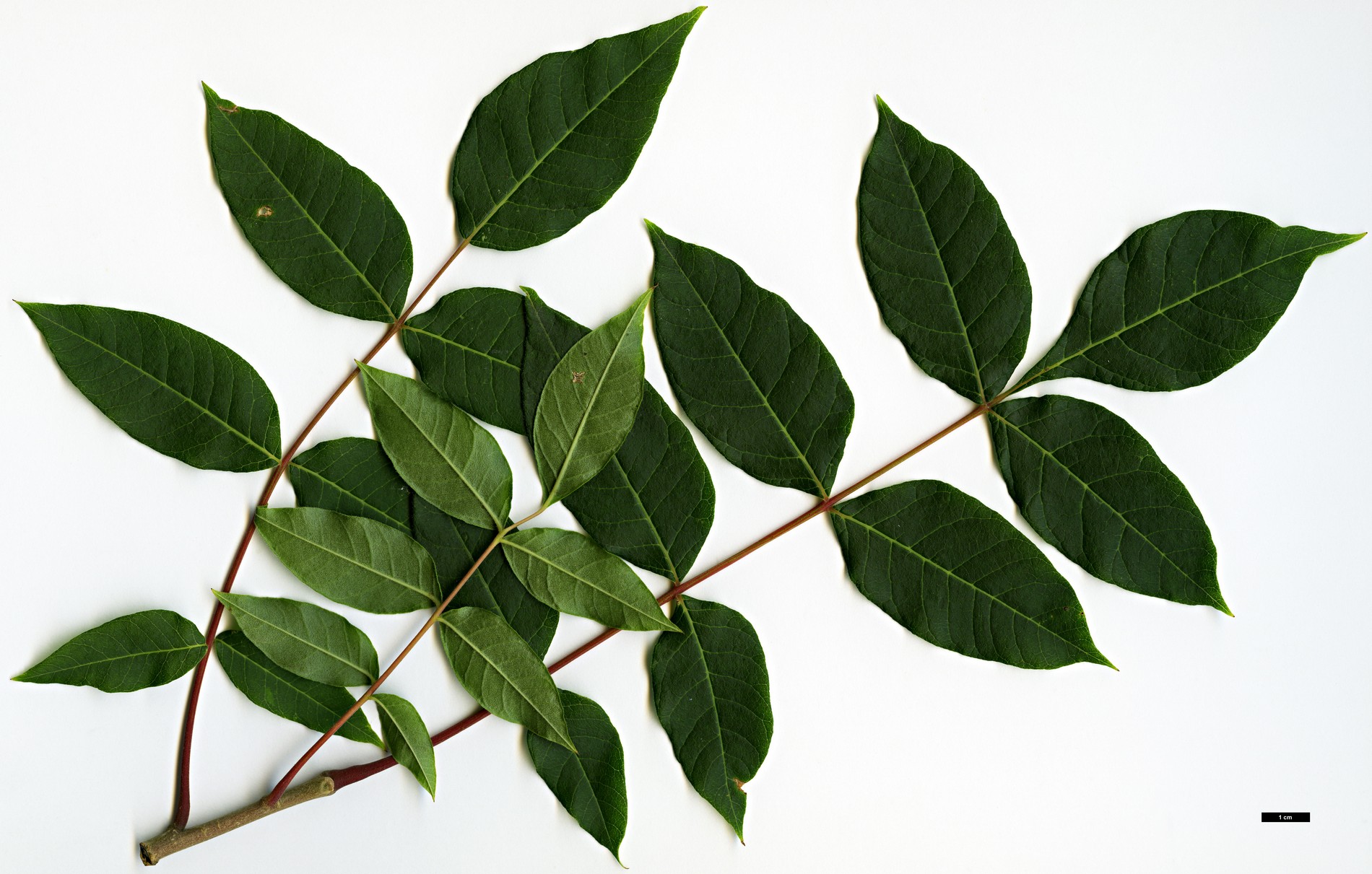 High resolution image: Family: Anacardiaceae - Genus: Rhus - Taxon: potaninii