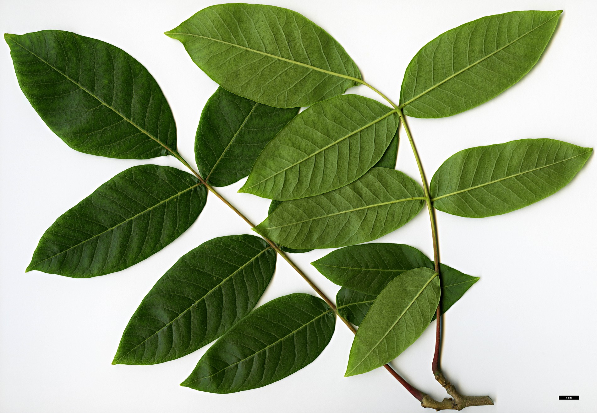 High resolution image: Family: Anacardiaceae - Genus: Rhus - Taxon: potaninii