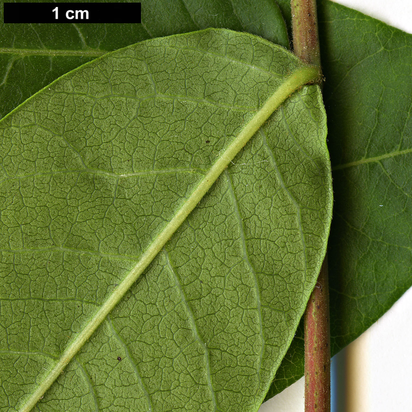 High resolution image: Family: Anacardiaceae - Genus: Rhus - Taxon: potaninii