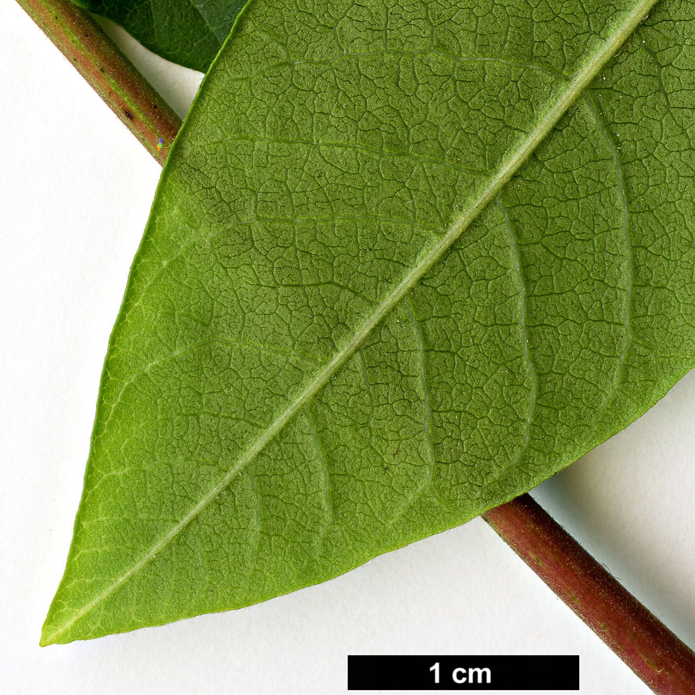 High resolution image: Family: Anacardiaceae - Genus: Rhus - Taxon: potaninii