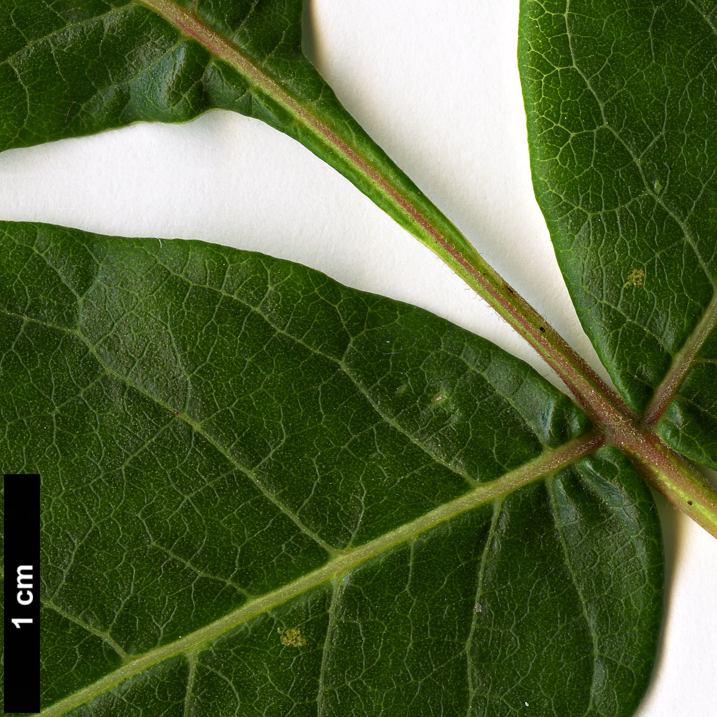 High resolution image: Family: Anacardiaceae - Genus: Rhus - Taxon: potaninii