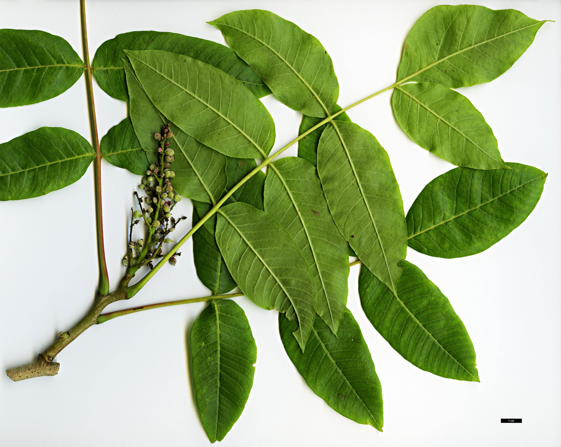 High resolution image: Family: Anacardiaceae - Genus: Rhus - Taxon: punjabensis