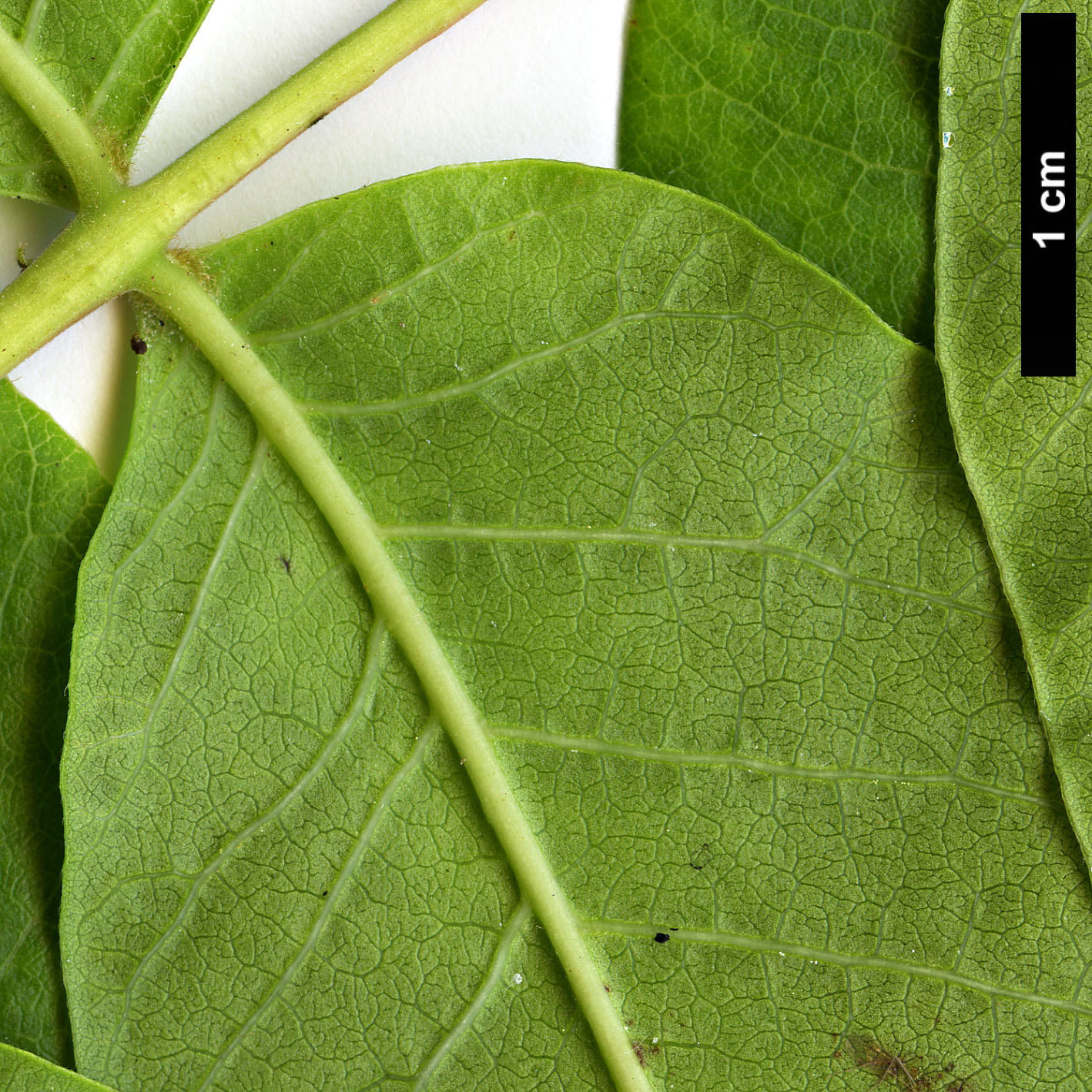 High resolution image: Family: Anacardiaceae - Genus: Rhus - Taxon: punjabensis