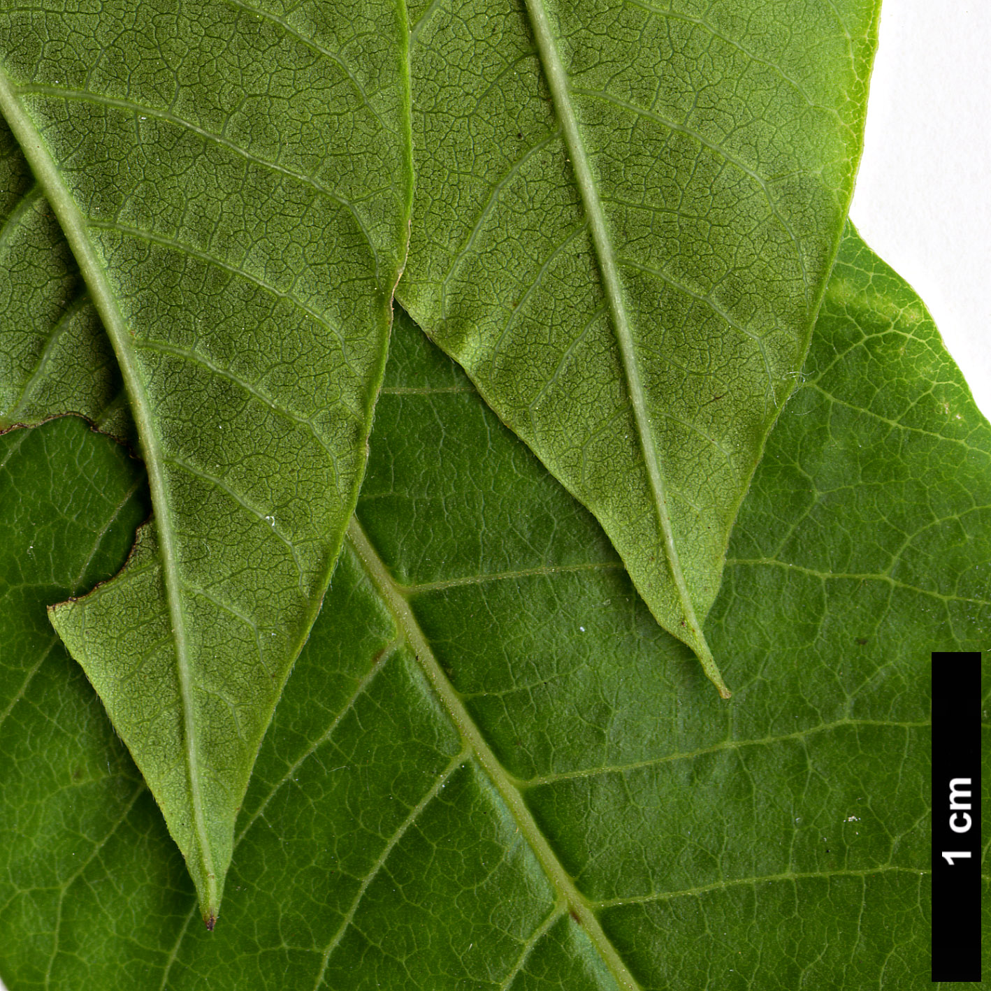 High resolution image: Family: Anacardiaceae - Genus: Rhus - Taxon: punjabensis