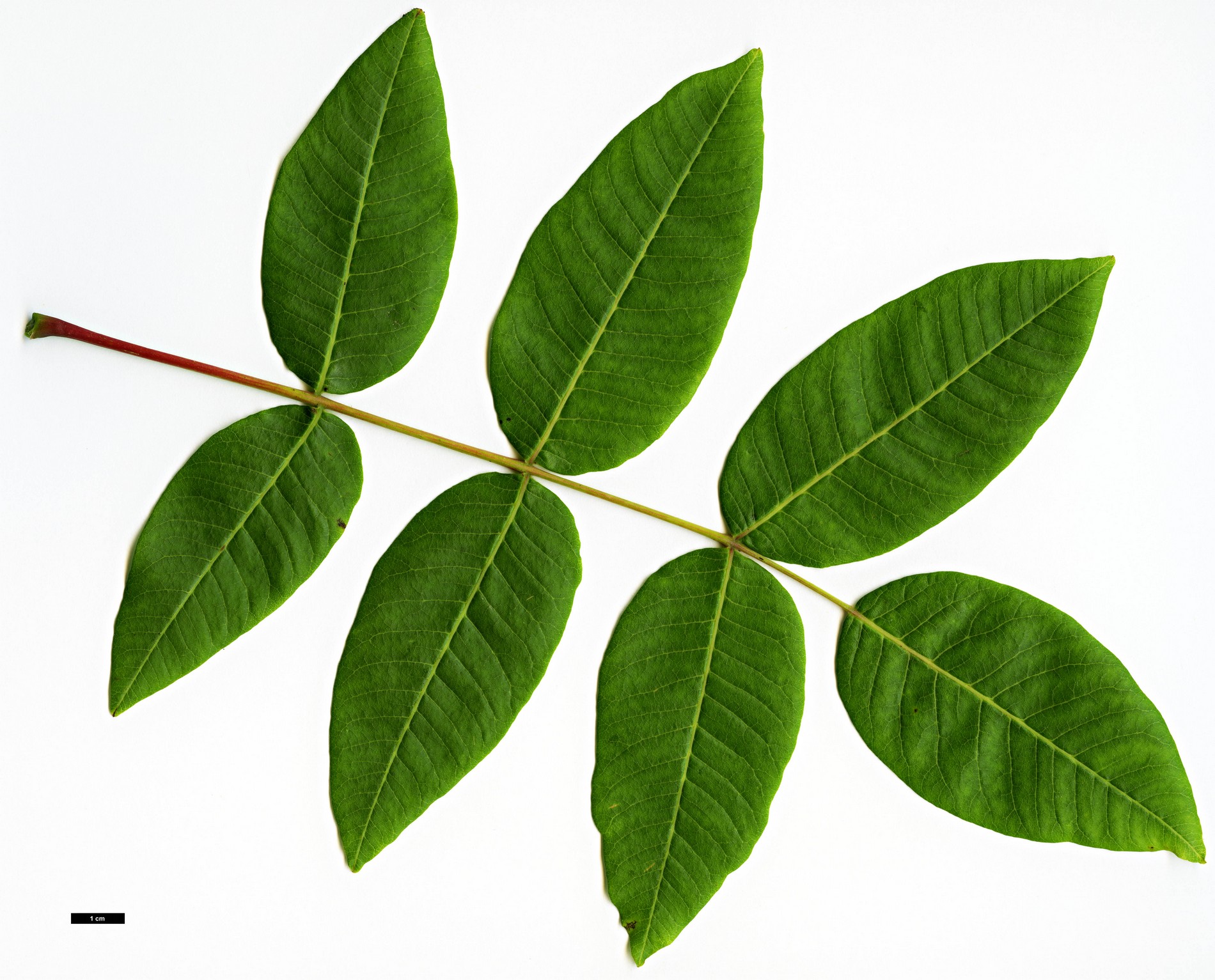 High resolution image: Family: Anacardiaceae - Genus: Rhus - Taxon: punjabensis