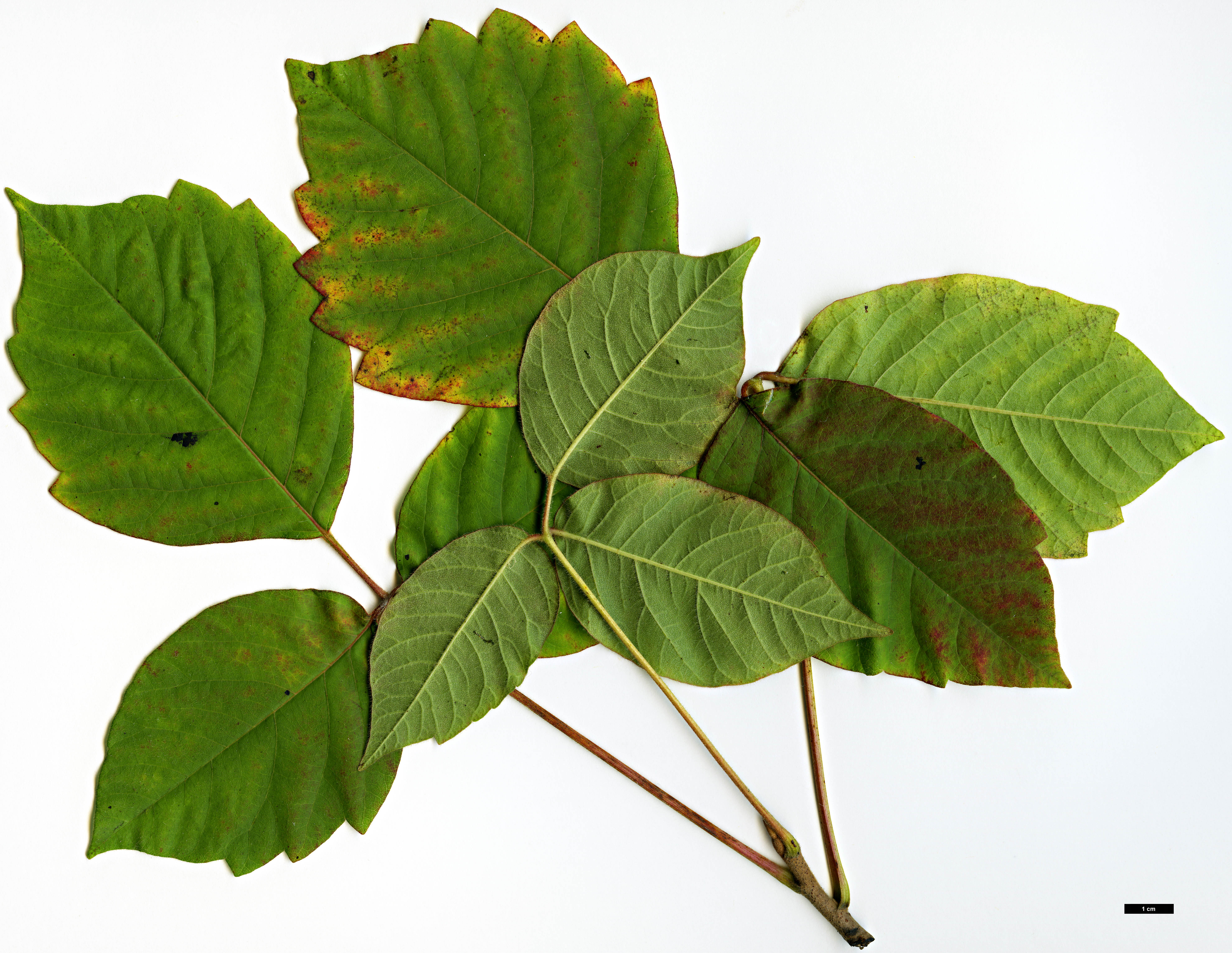 High resolution image: Family: Anacardiaceae - Genus: Rhus - Taxon: radicans