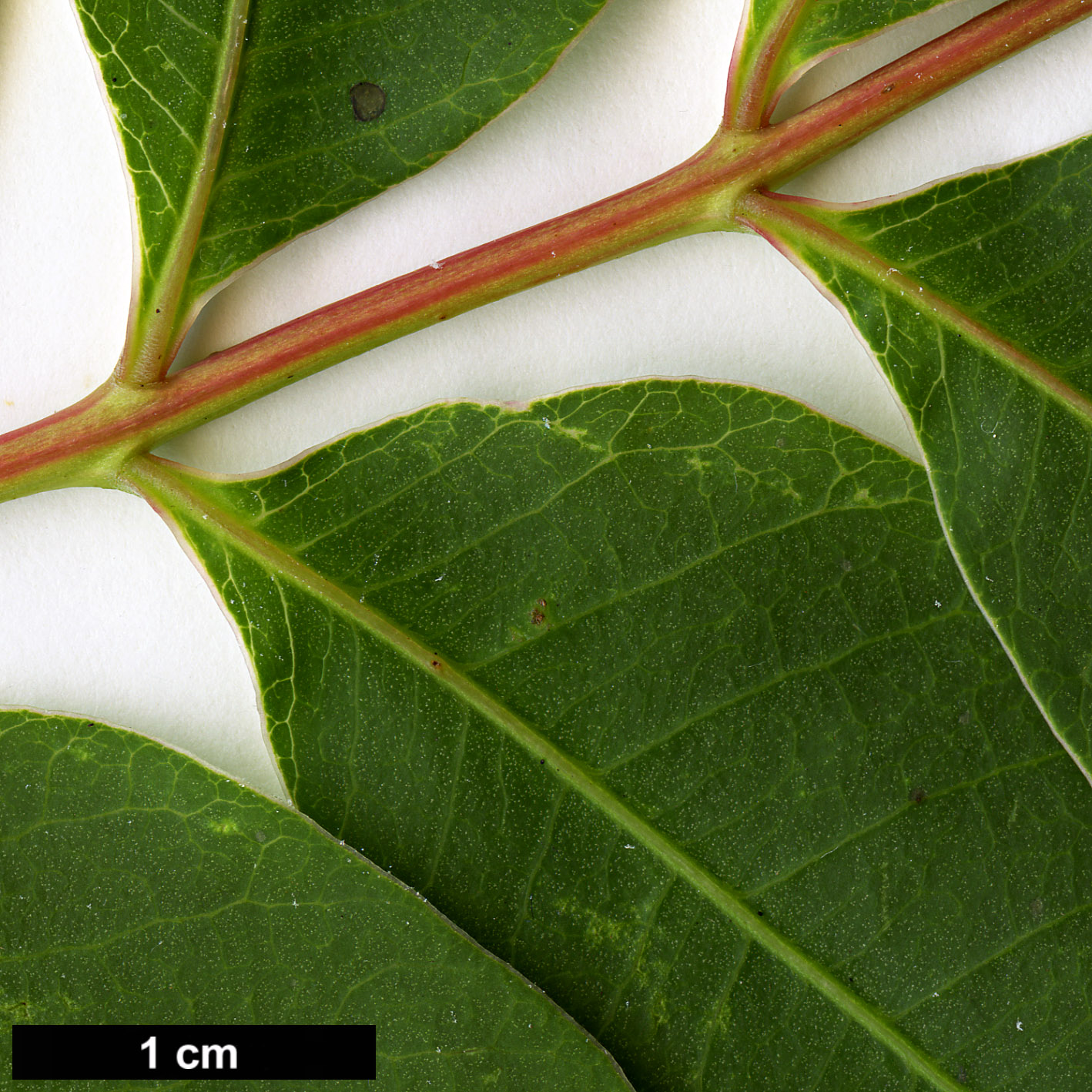 High resolution image: Family: Anacardiaceae - Genus: Rhus - Taxon: succedanea