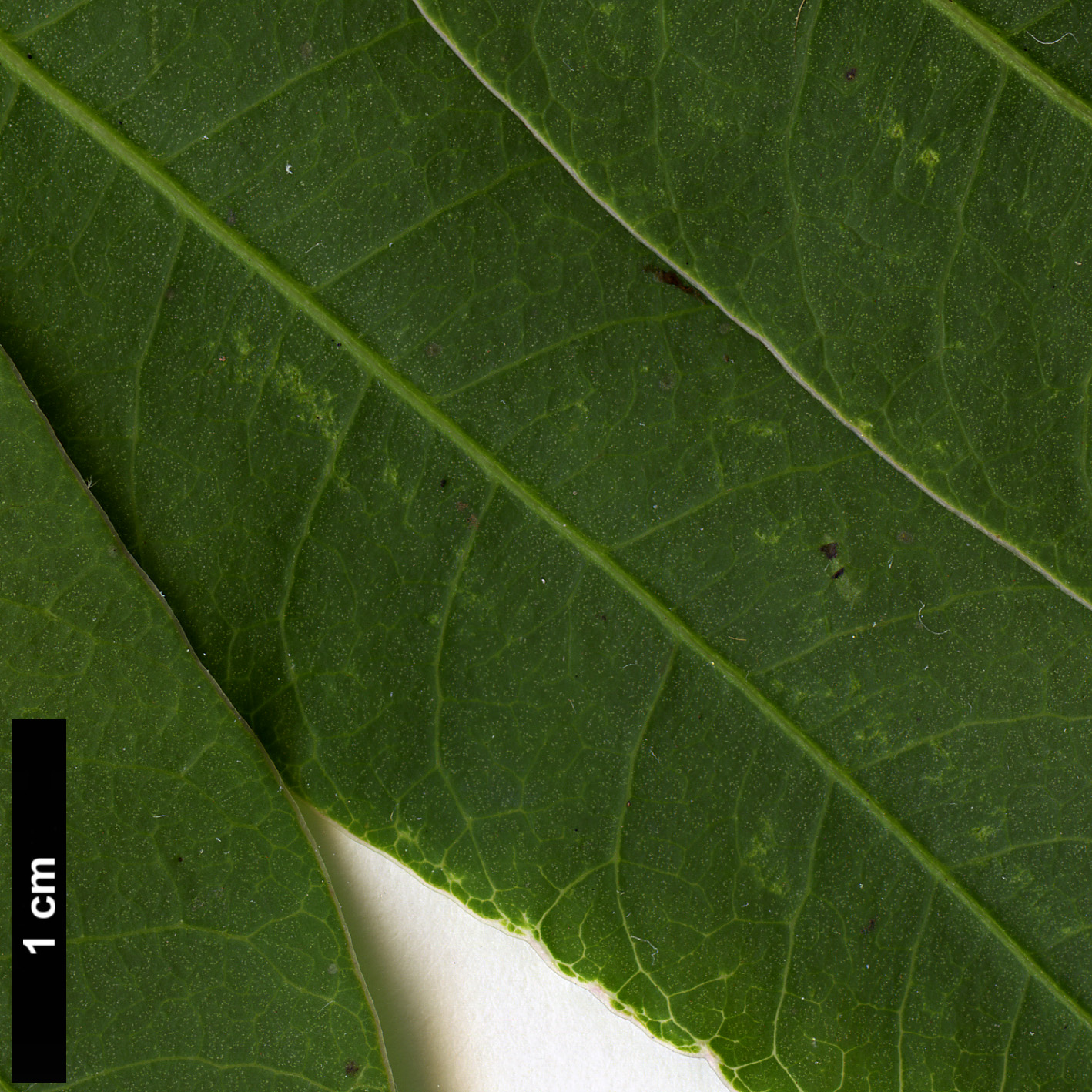 High resolution image: Family: Anacardiaceae - Genus: Rhus - Taxon: succedanea