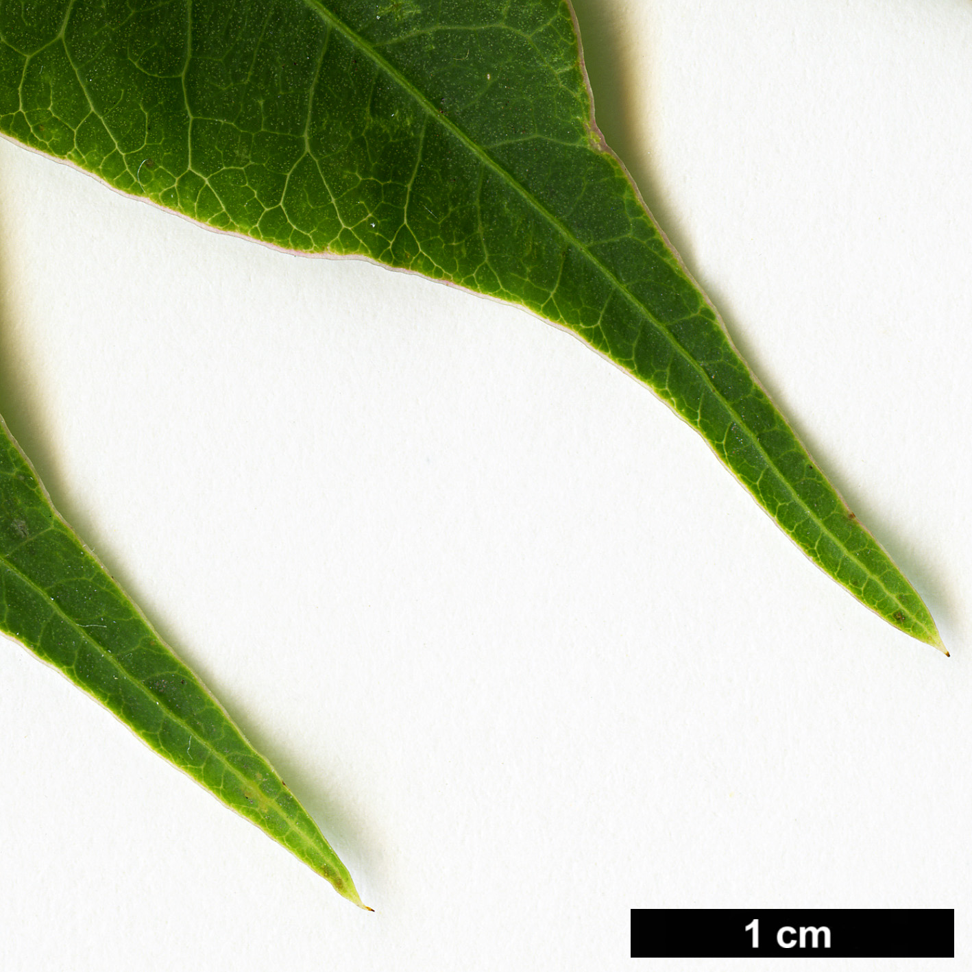 High resolution image: Family: Anacardiaceae - Genus: Rhus - Taxon: succedanea