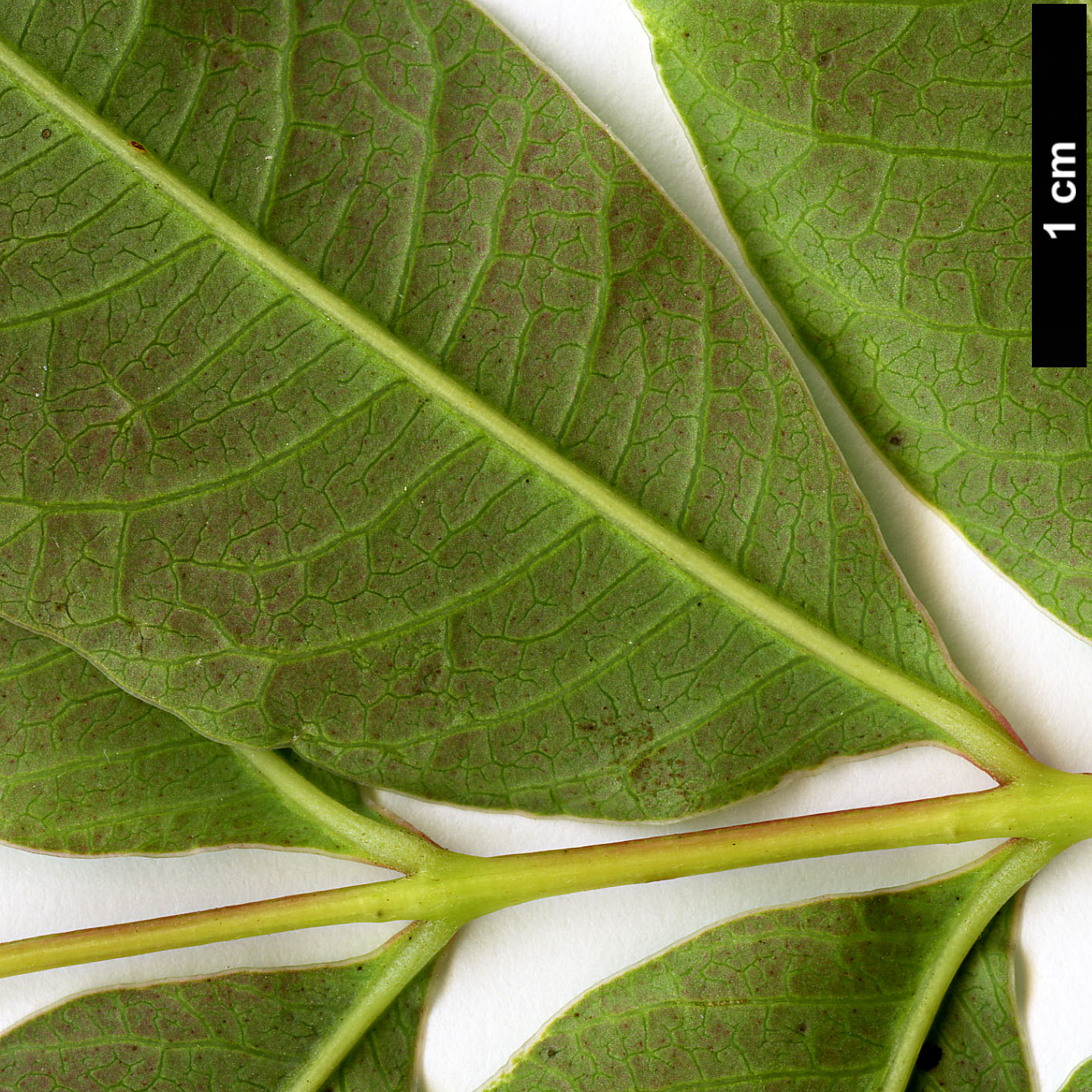 High resolution image: Family: Anacardiaceae - Genus: Rhus - Taxon: succedanea