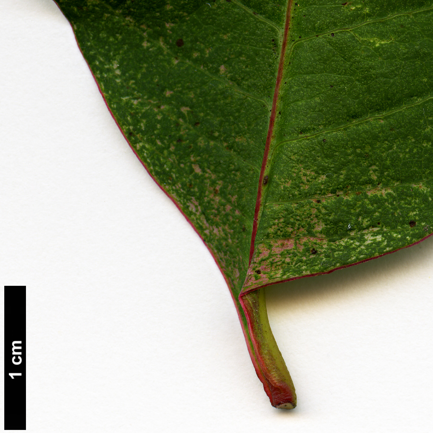 High resolution image: Family: Anacardiaceae - Genus: Rhus - Taxon: succedanea