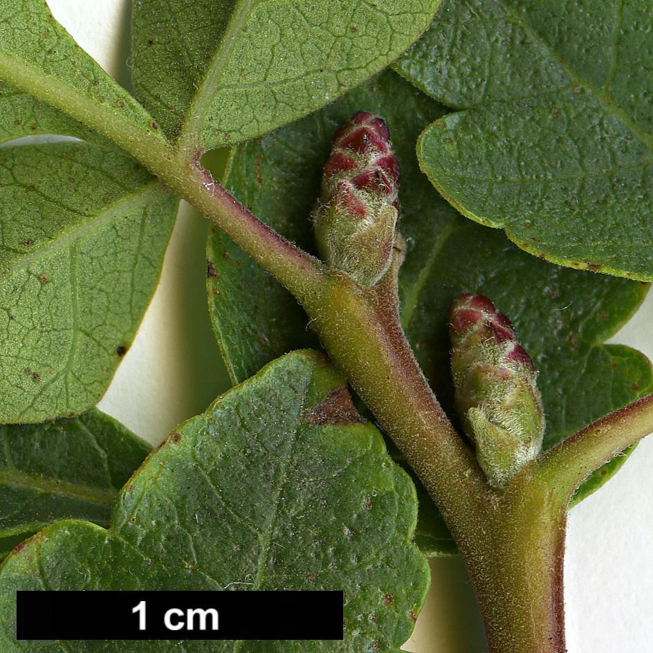 High resolution image: Family: Anacardiaceae - Genus: Rhus - Taxon: trilobata