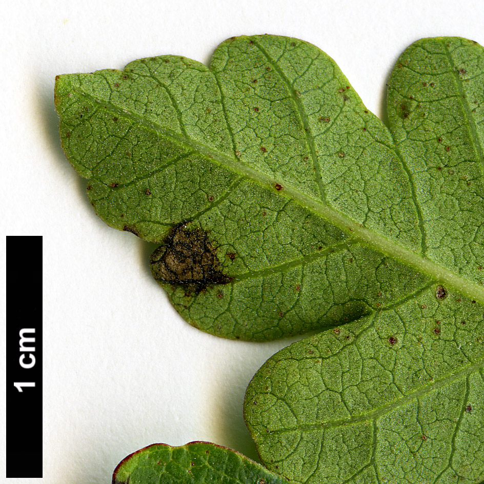 High resolution image: Family: Anacardiaceae - Genus: Rhus - Taxon: trilobata