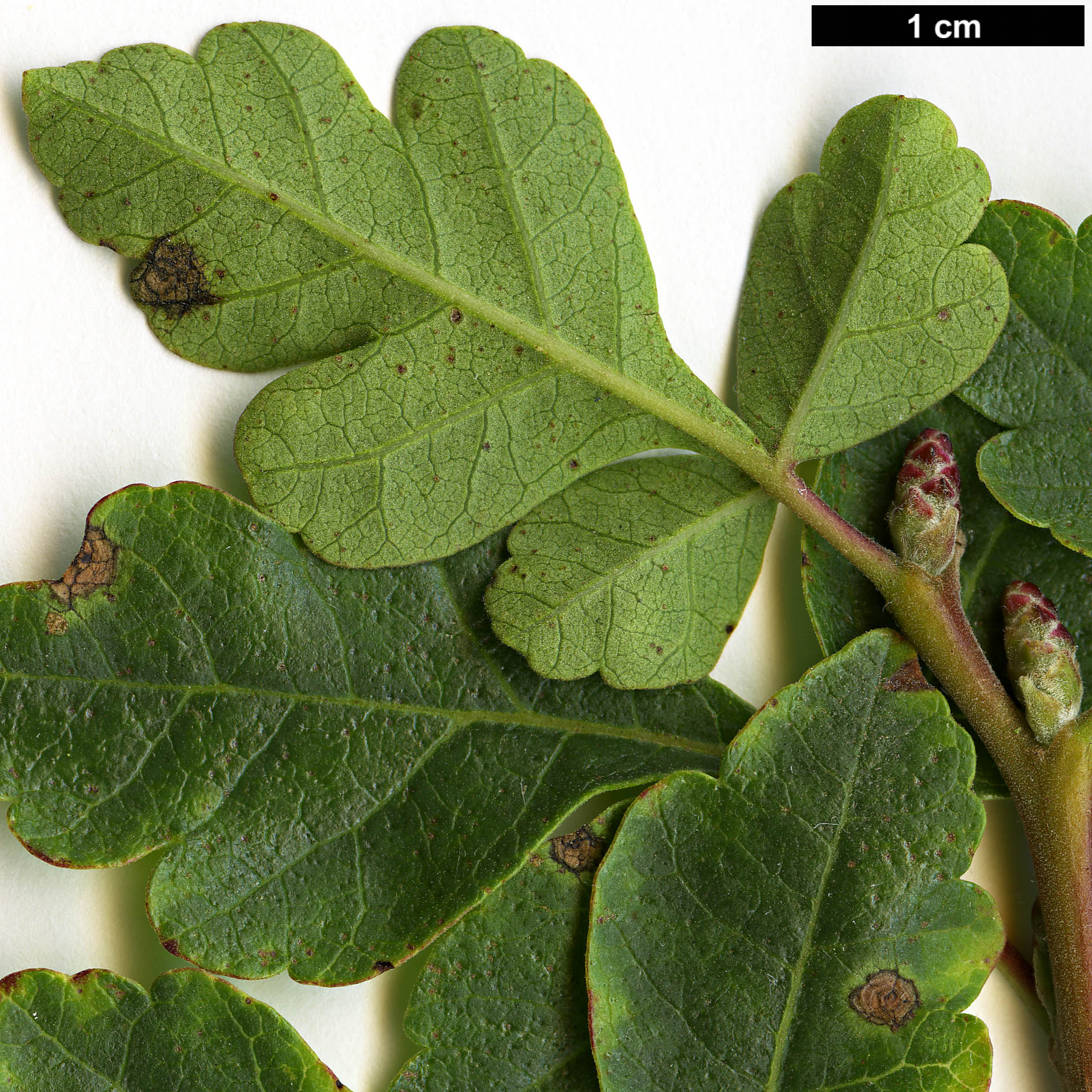 High resolution image: Family: Anacardiaceae - Genus: Rhus - Taxon: trilobata