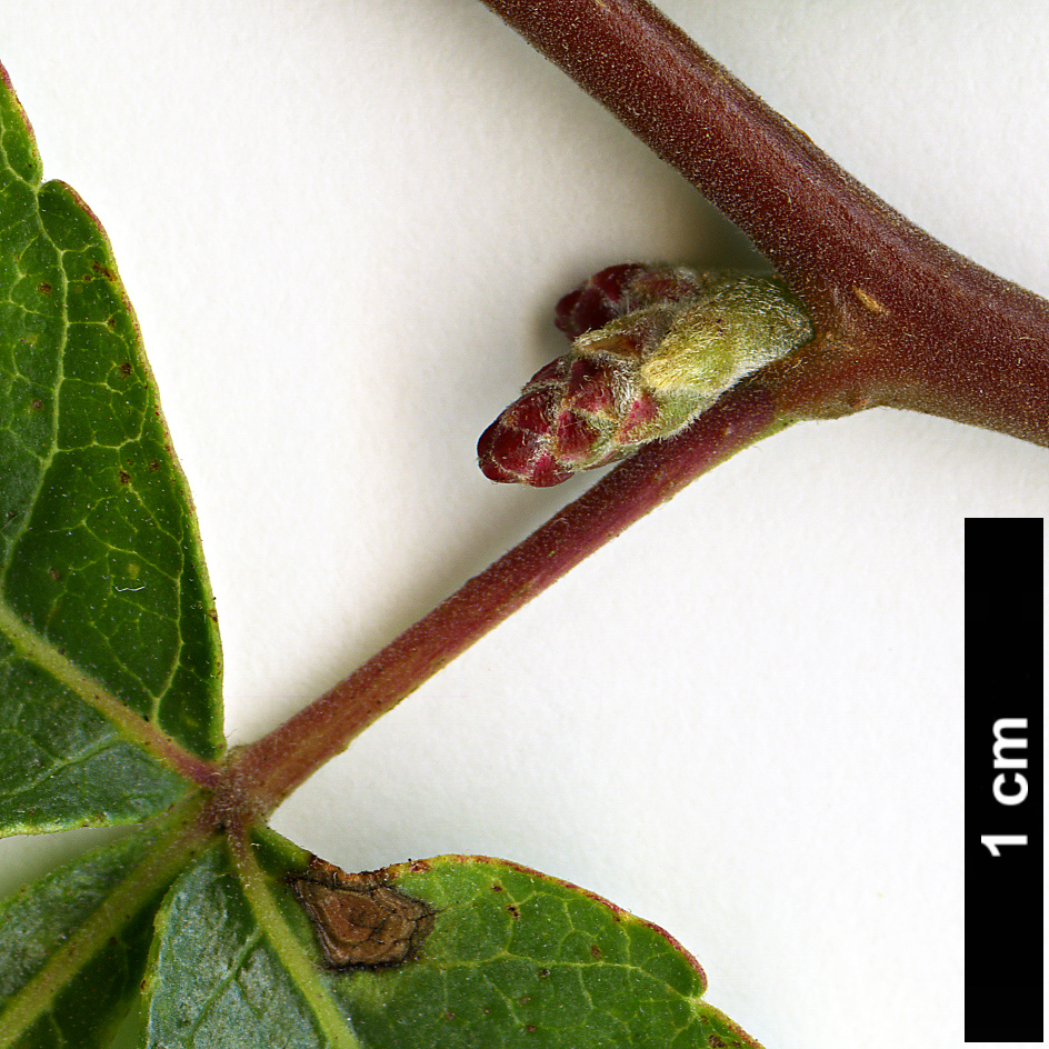 High resolution image: Family: Anacardiaceae - Genus: Rhus - Taxon: trilobata