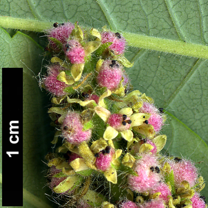 High resolution image: Family: Anacardiaceae - Genus: Rhus - Taxon: typhina