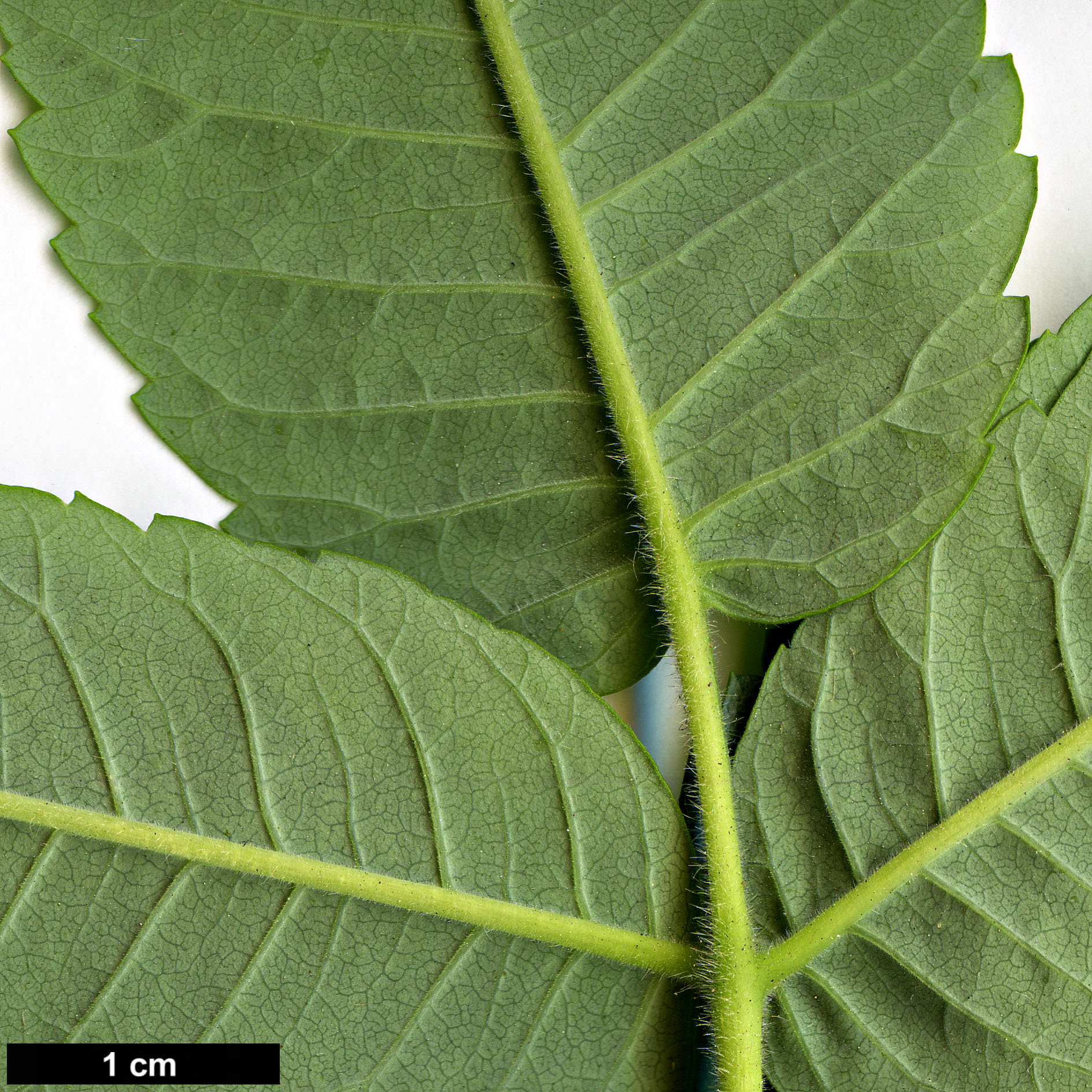 High resolution image: Family: Anacardiaceae - Genus: Rhus - Taxon: typhina