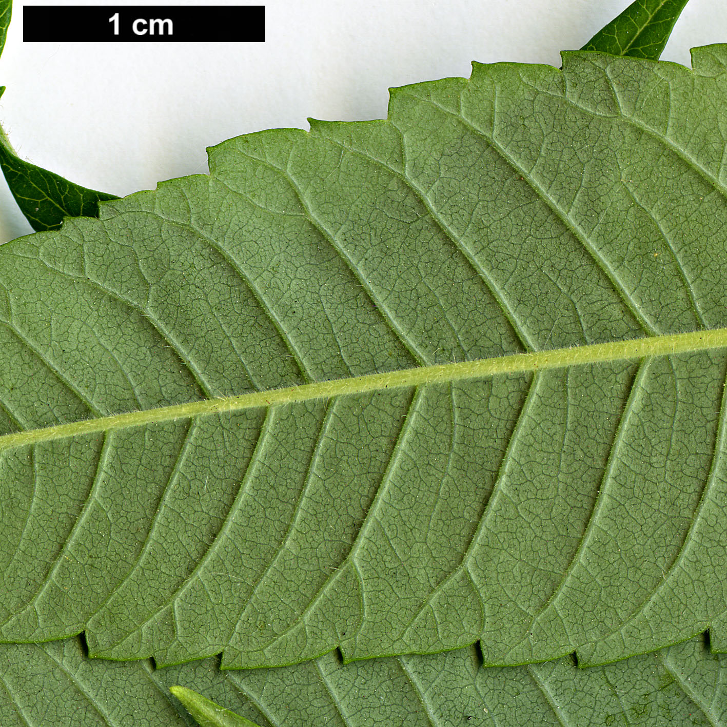 High resolution image: Family: Anacardiaceae - Genus: Rhus - Taxon: typhina