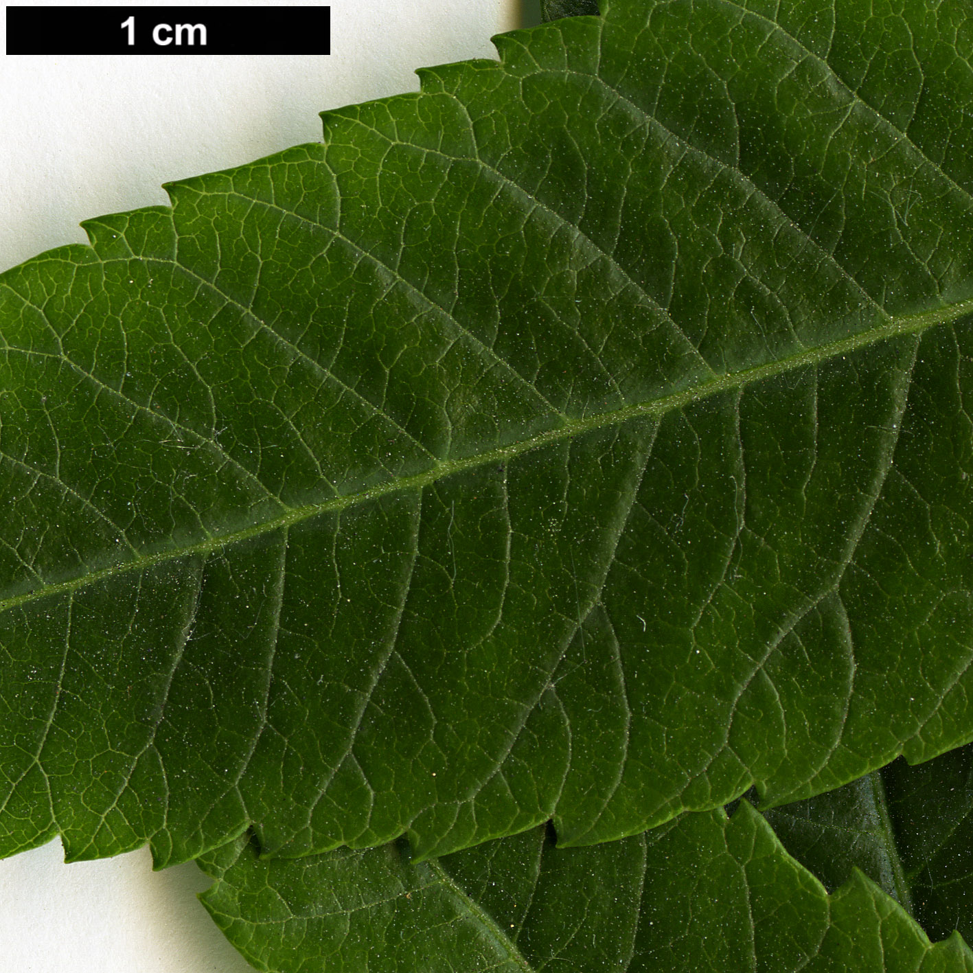 High resolution image: Family: Anacardiaceae - Genus: Rhus - Taxon: typhina