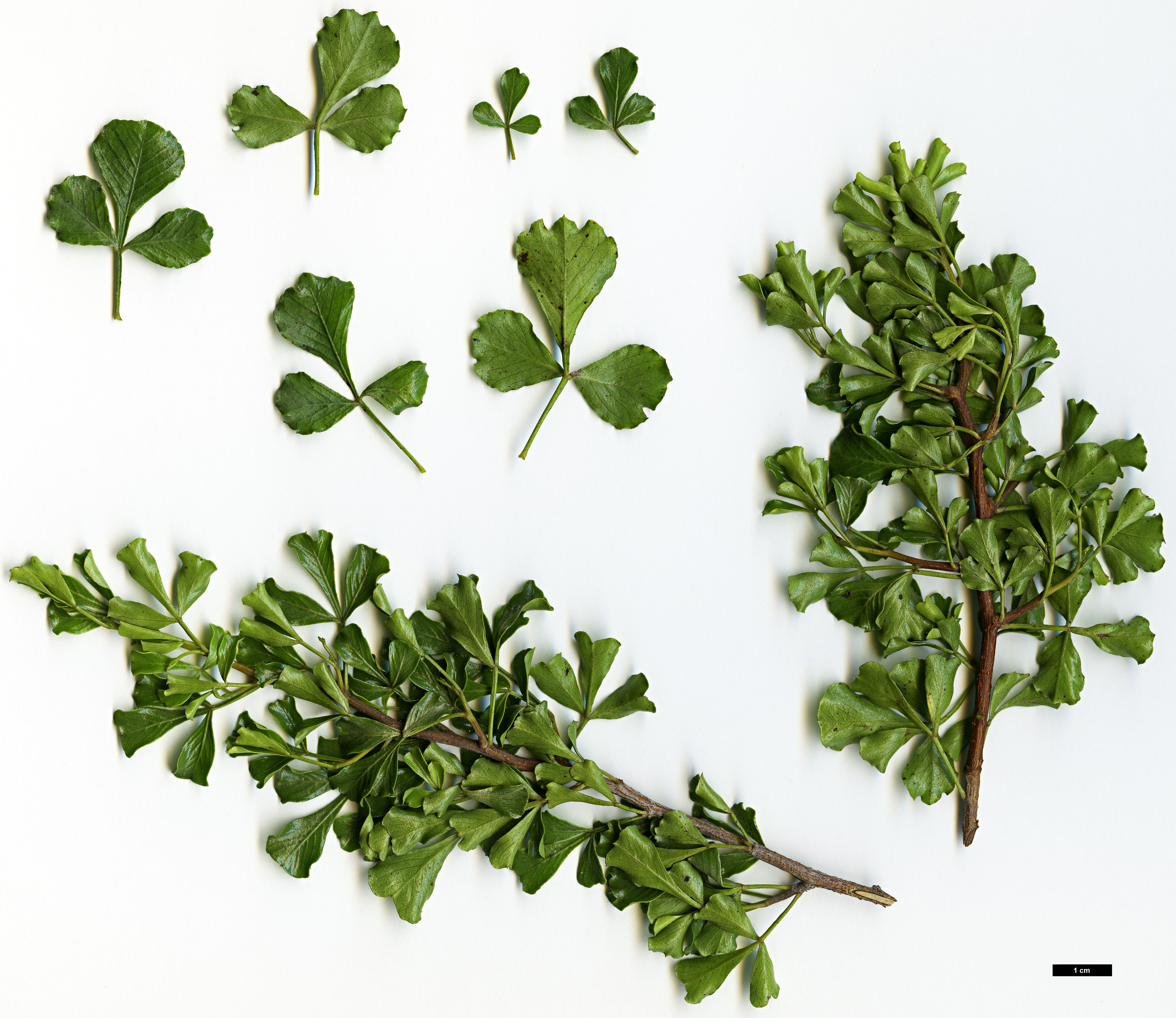 High resolution image: Family: Anacardiaceae - Genus: Rhus - Taxon: undulata