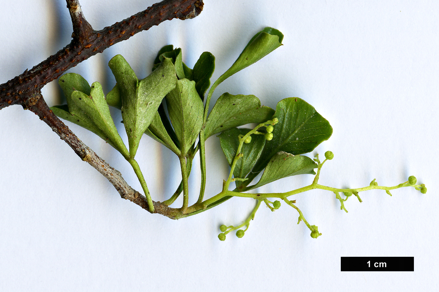 High resolution image: Family: Anacardiaceae - Genus: Rhus - Taxon: undulata