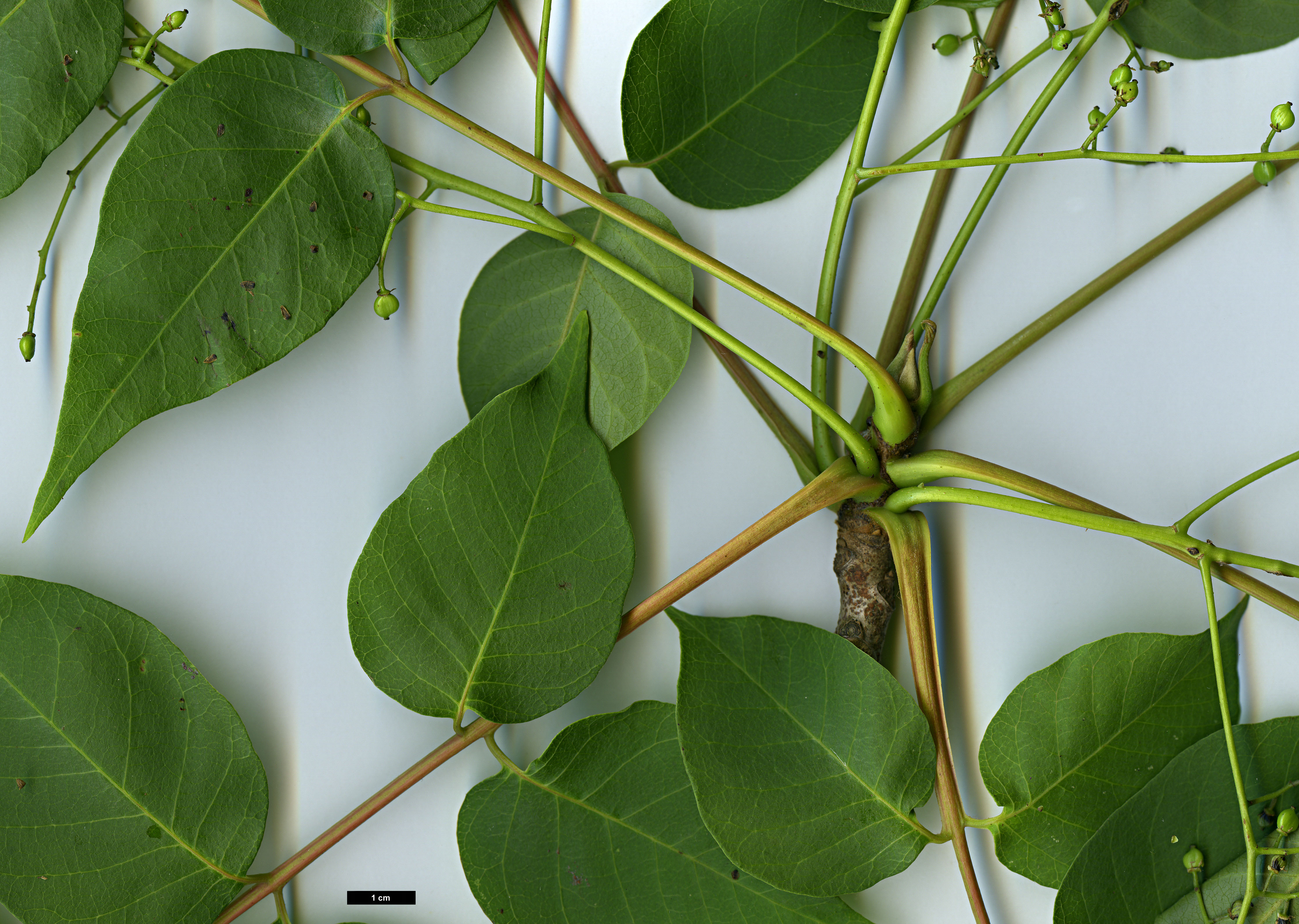 High resolution image: Family: Anacardiaceae - Genus: Rhus - Taxon: verniciflua
