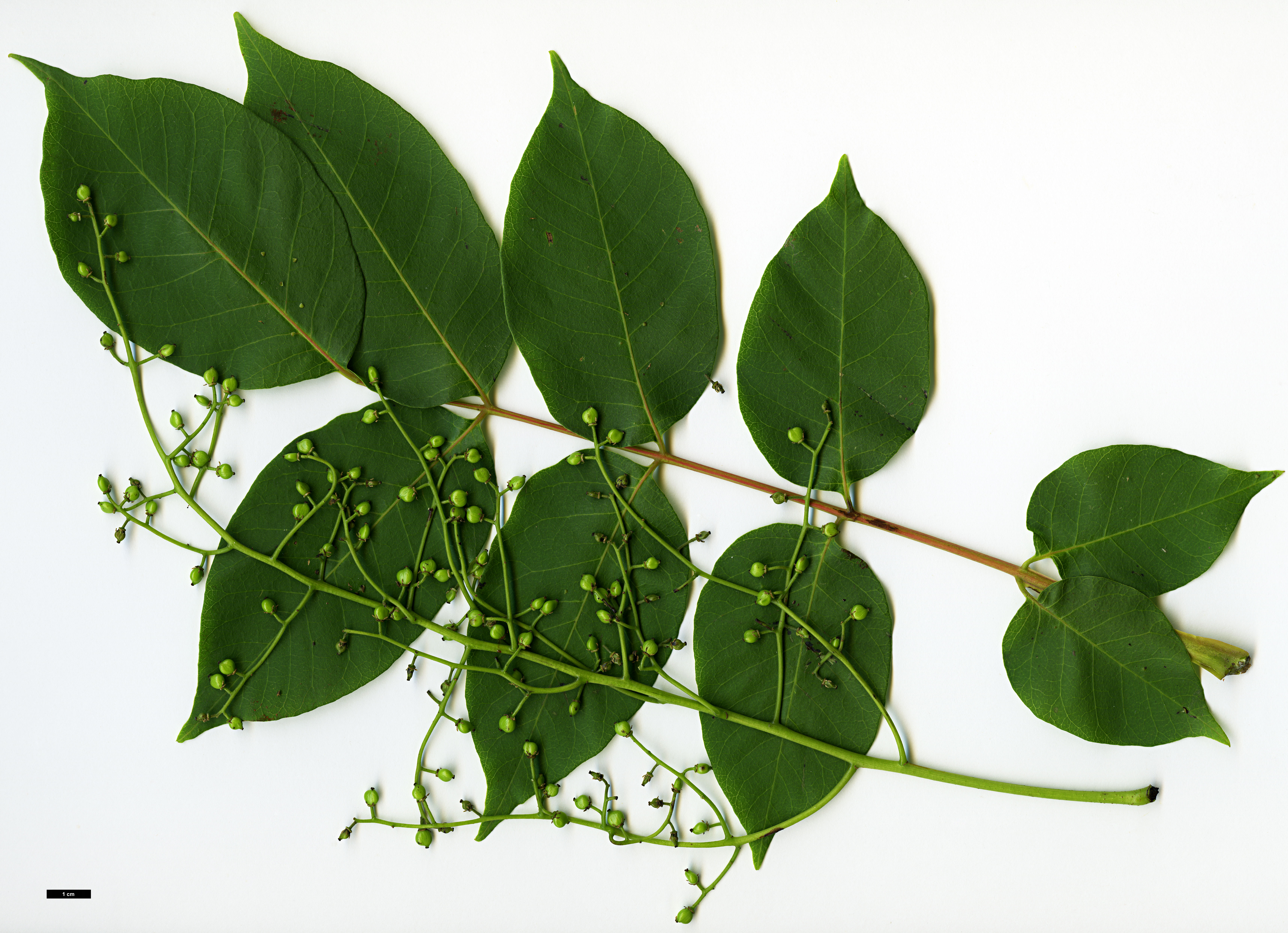 High resolution image: Family: Anacardiaceae - Genus: Rhus - Taxon: verniciflua