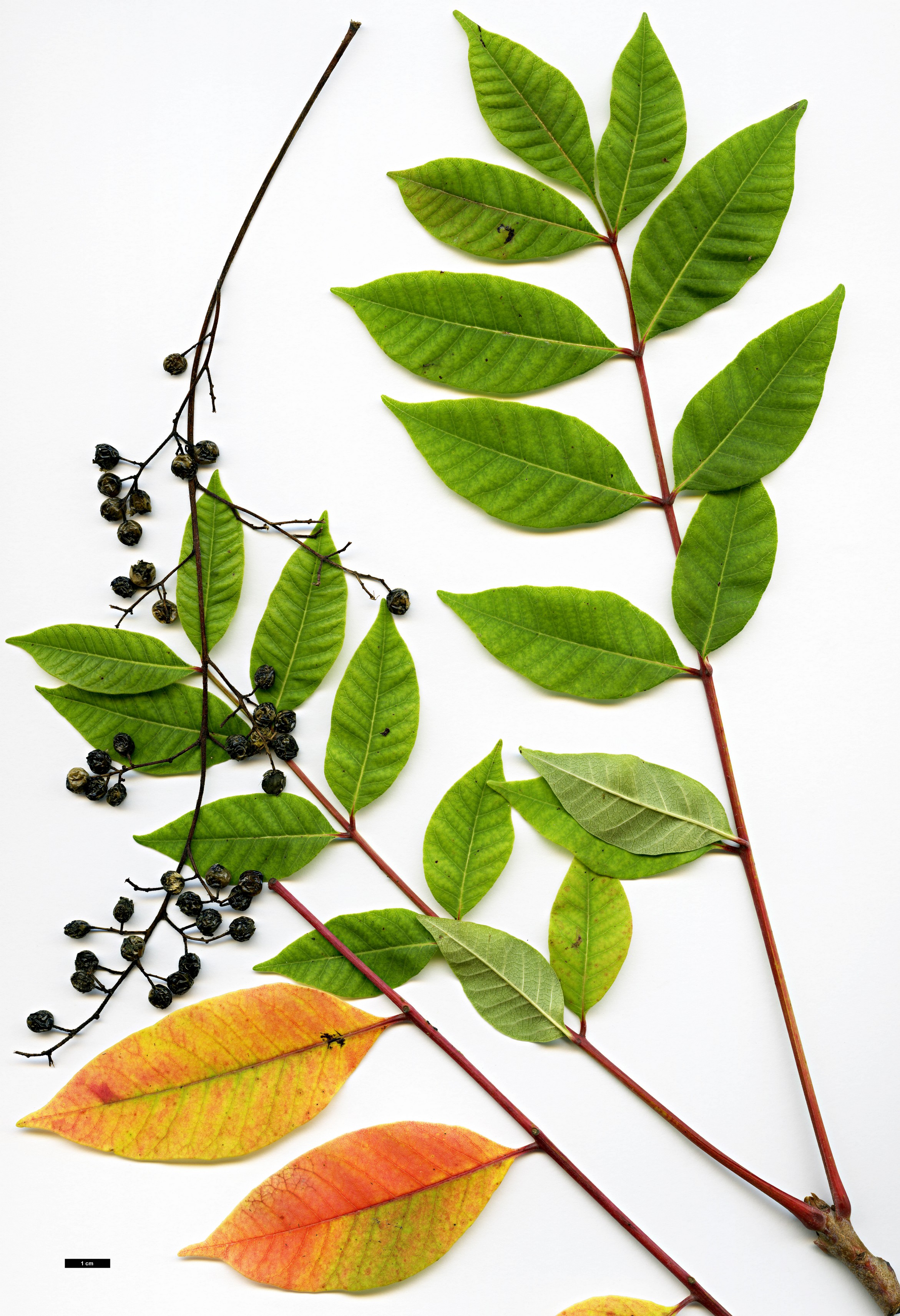 High resolution image: Family: Anacardiaceae - Genus: Rhus - Taxon: vernix