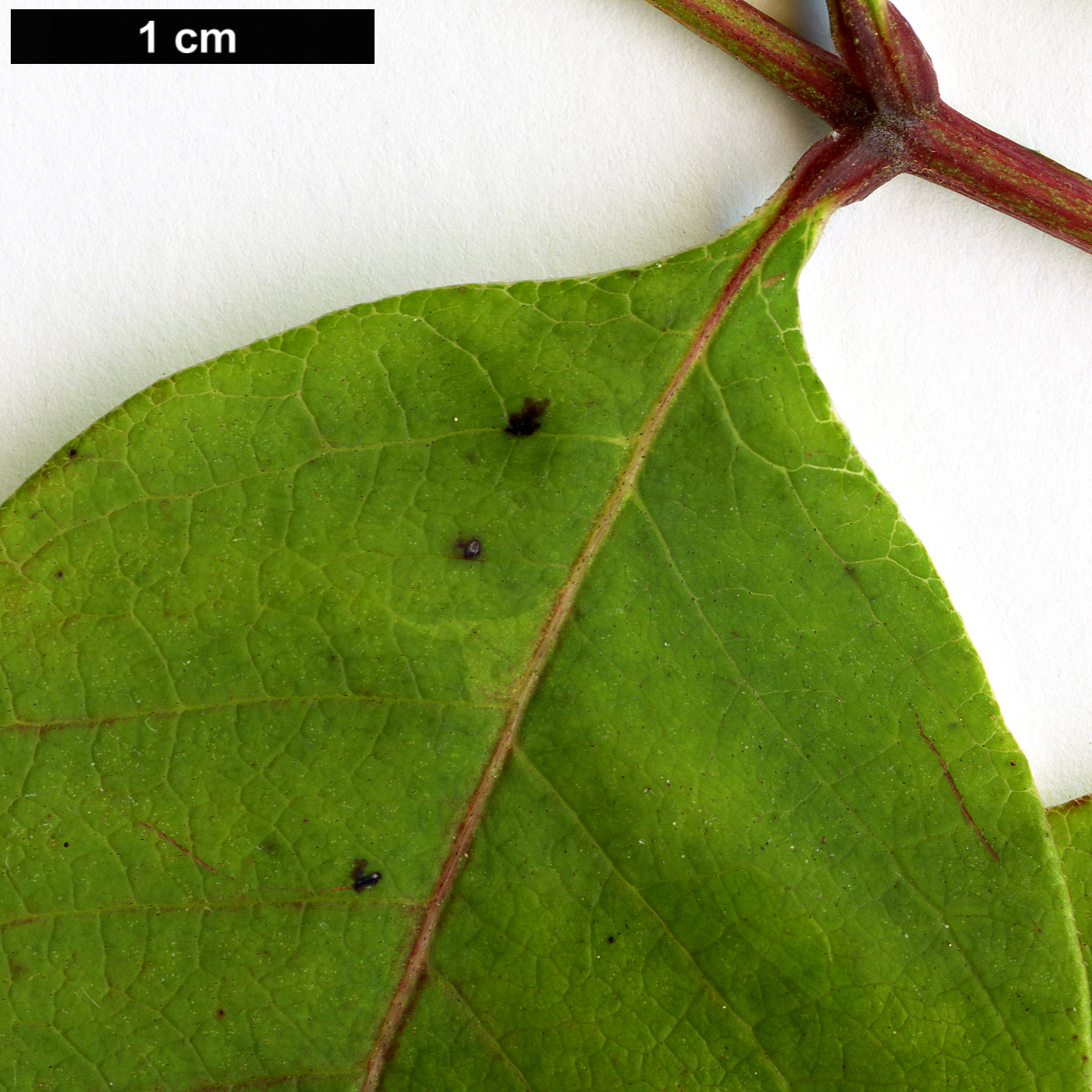 High resolution image: Family: Anacardiaceae - Genus: Rhus - Taxon: vernix