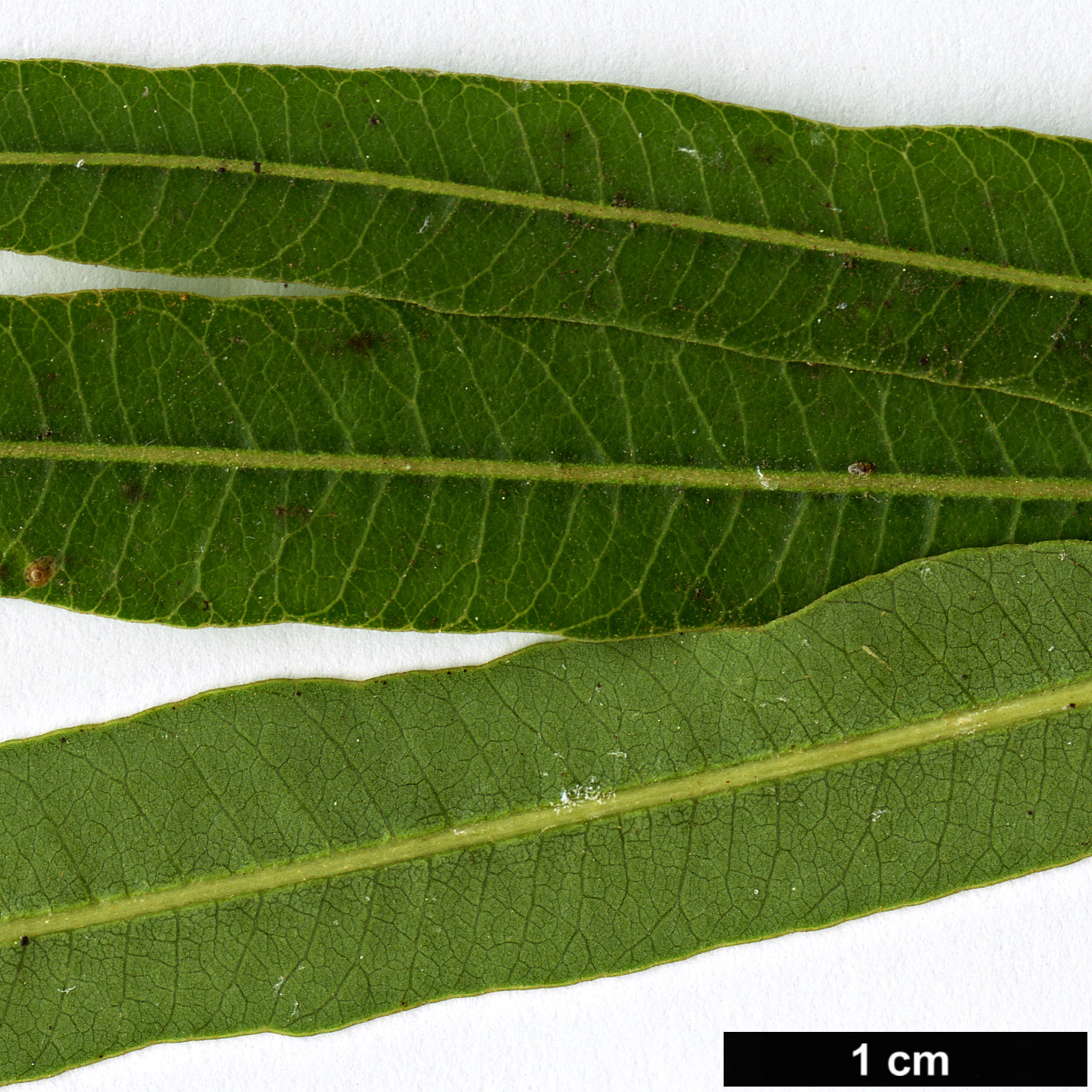 High resolution image: Family: Anacardiaceae - Genus: Rhus - Taxon: viminalis