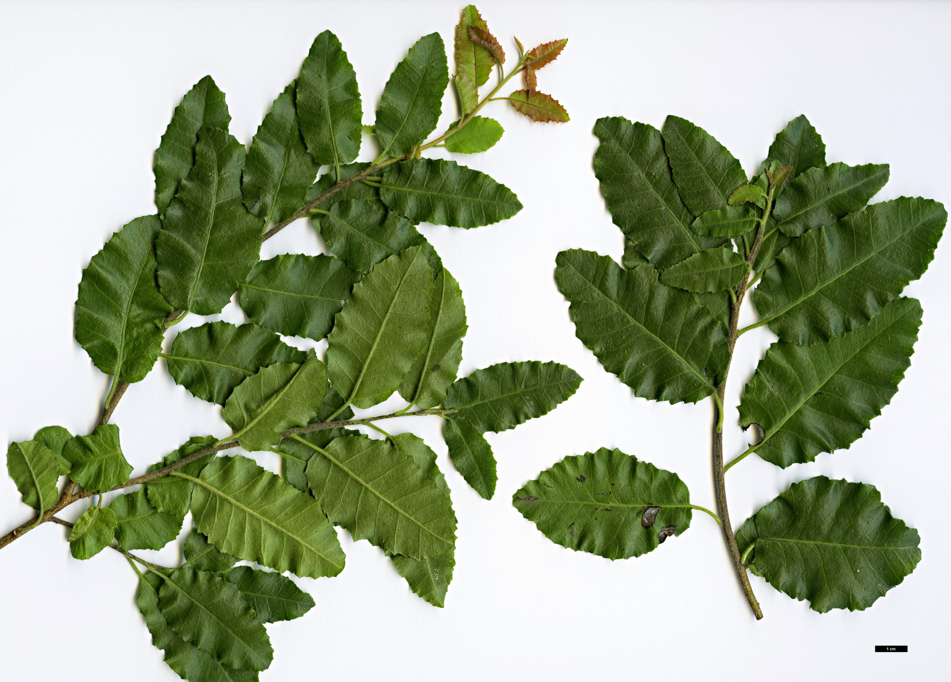 High resolution image: Family: Anacardiaceae - Genus: Schinus - Taxon: latifolius