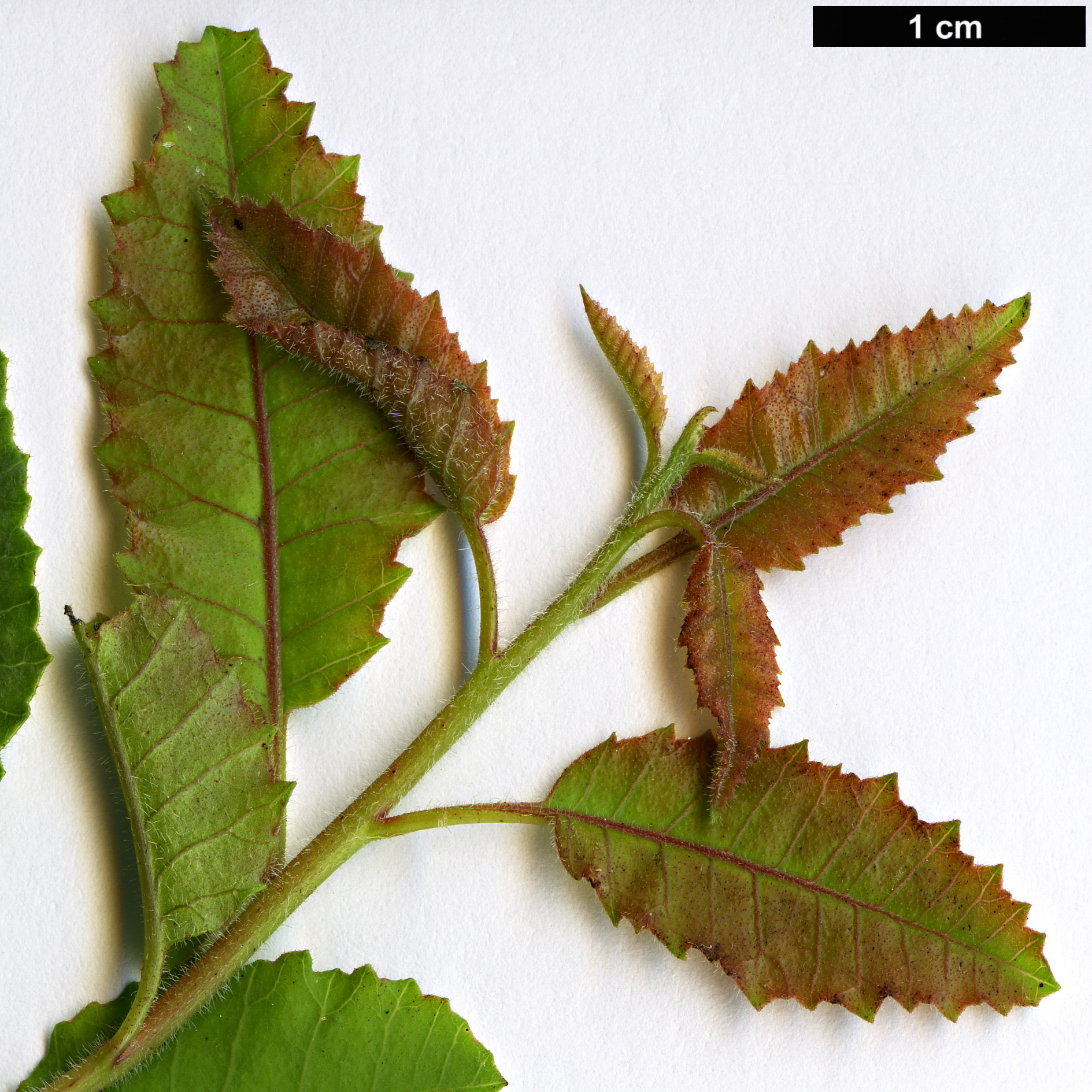 High resolution image: Family: Anacardiaceae - Genus: Schinus - Taxon: latifolius