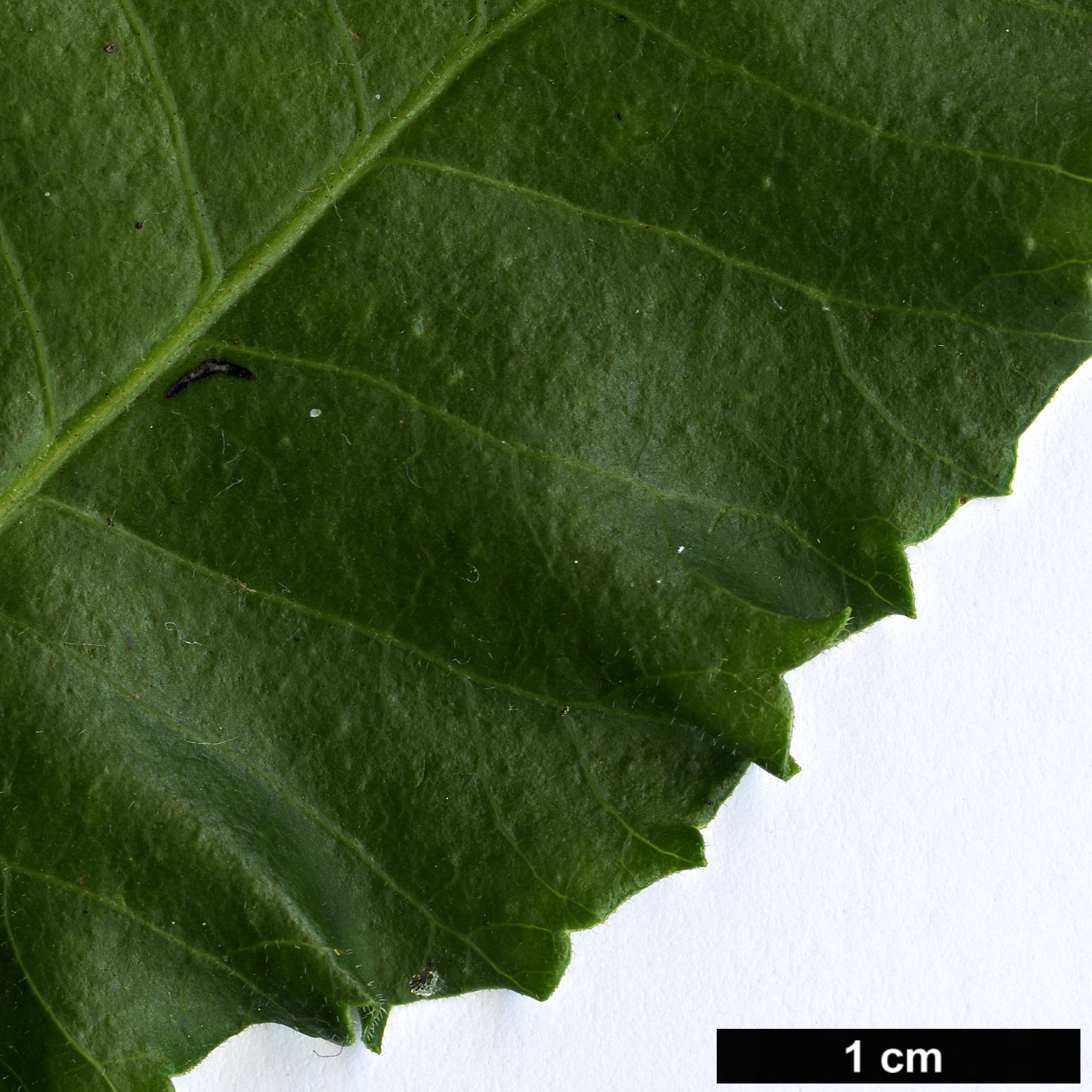 High resolution image: Family: Anacardiaceae - Genus: Schinus - Taxon: latifolius