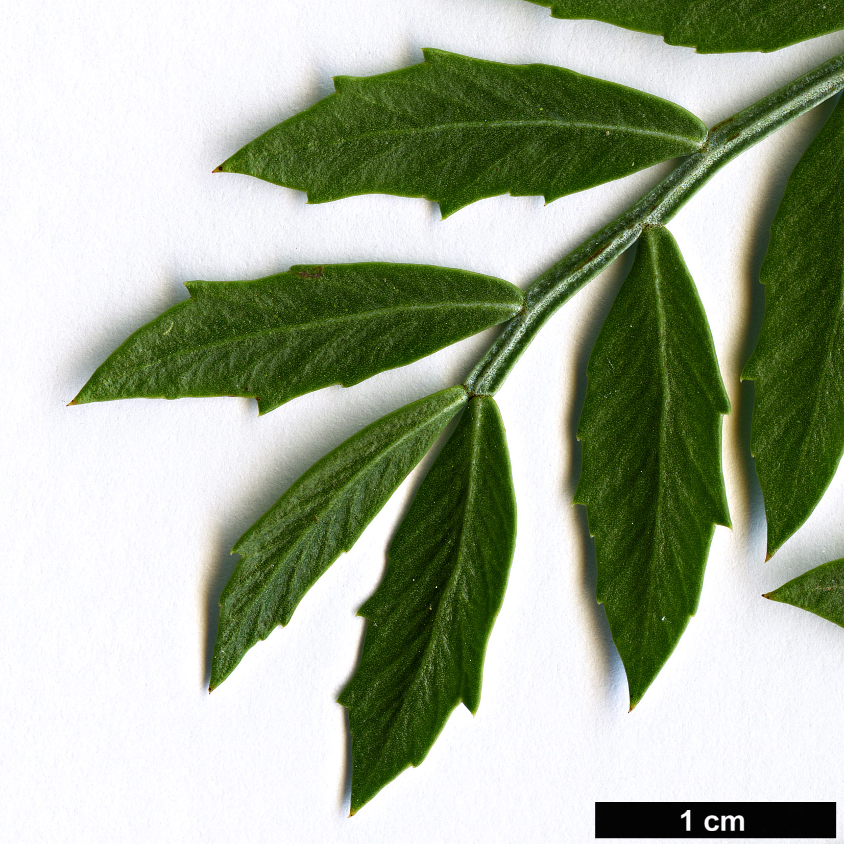 High resolution image: Family: Anacardiaceae - Genus: Schinus - Taxon: lentiscifolius