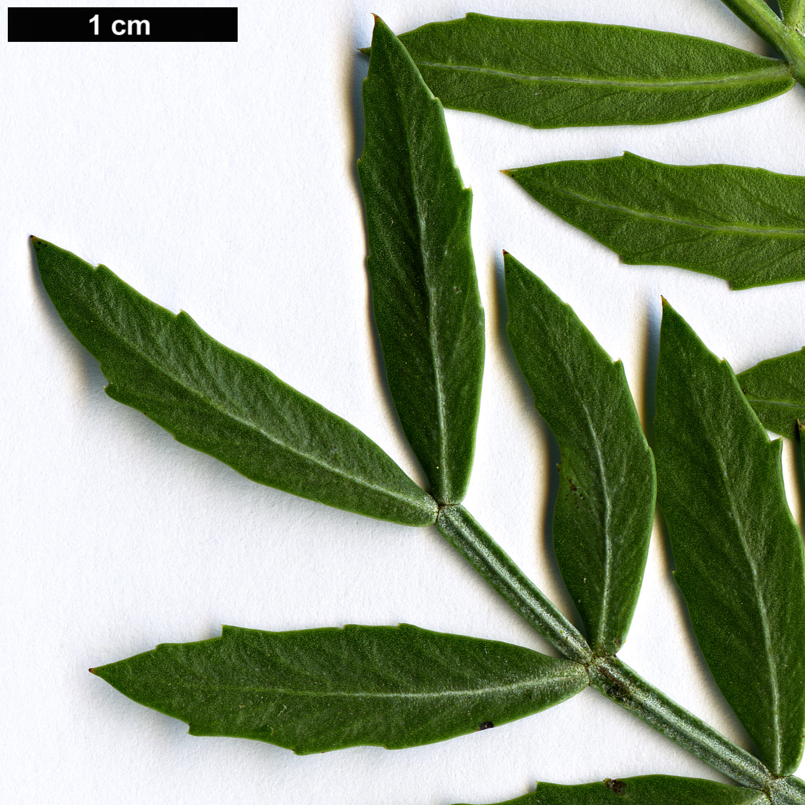 High resolution image: Family: Anacardiaceae - Genus: Schinus - Taxon: lentiscifolius