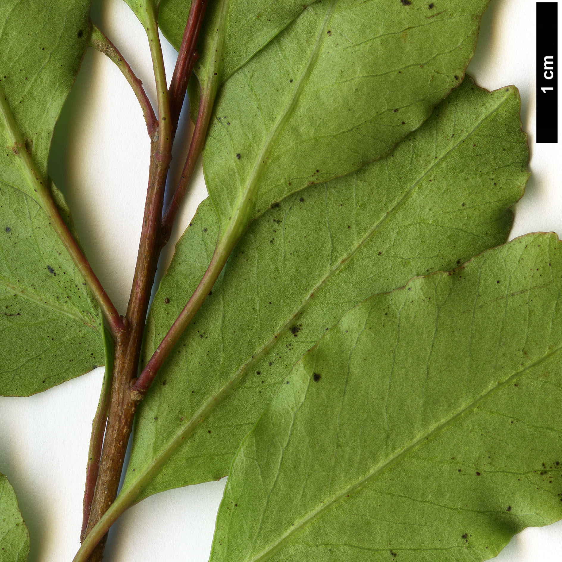 High resolution image: Family: Anacardiaceae - Genus: Schinus - Taxon: patagonicus