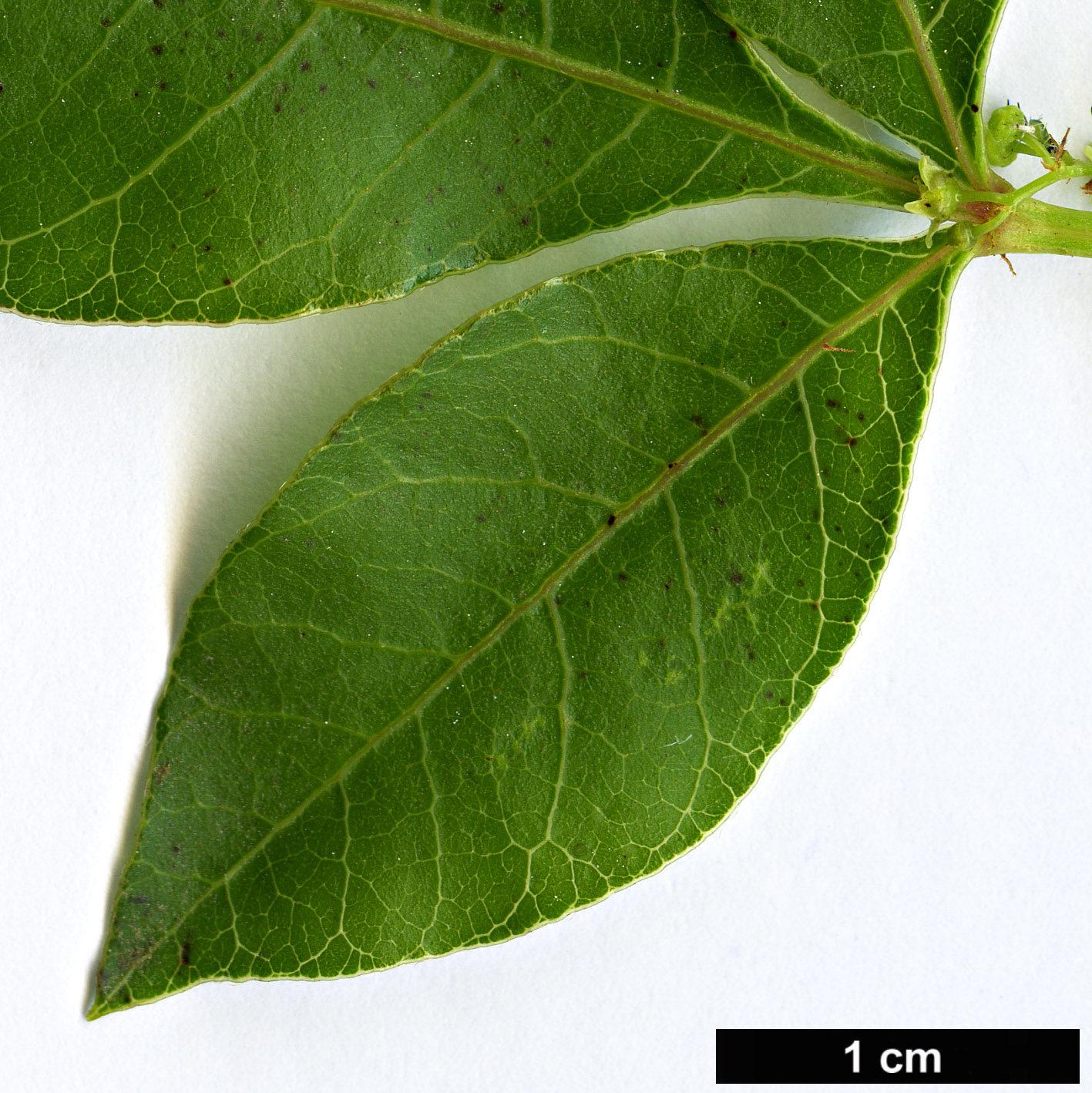 High resolution image: Family: Anacardiaceae - Genus: Searsia - Taxon: dentata