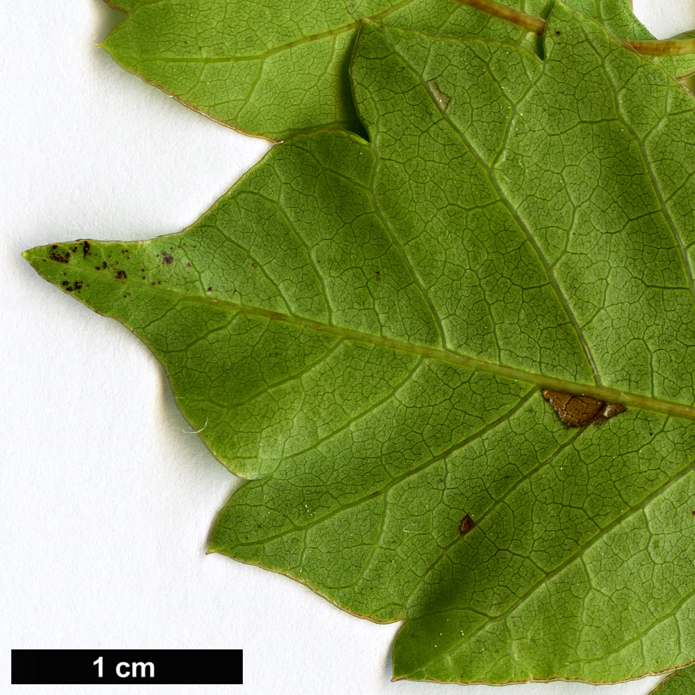 High resolution image: Family: Anacardiaceae - Genus: Searsia - Taxon: dentata