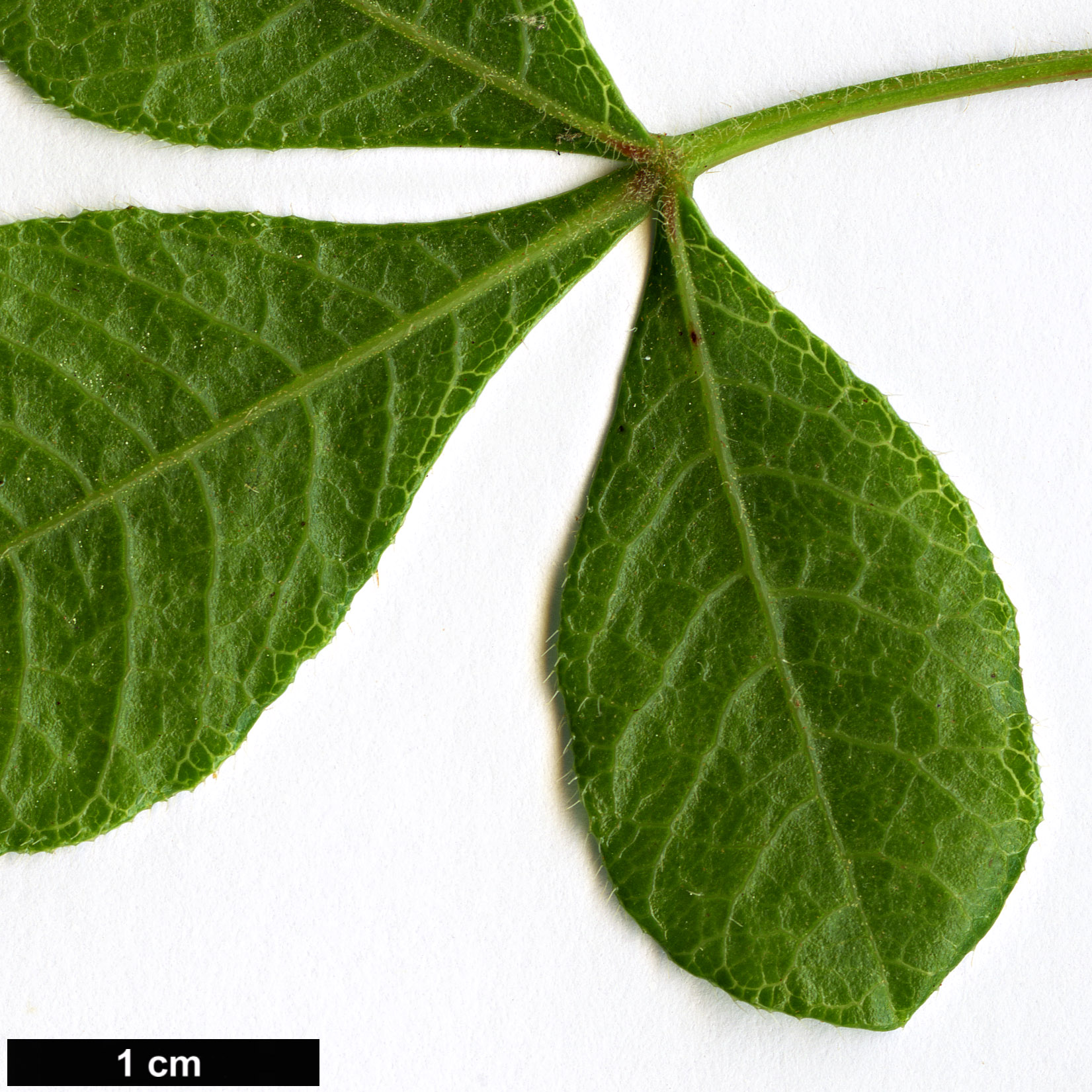 High resolution image: Family: Anacardiaceae - Genus: Searsia - Taxon: laevigata