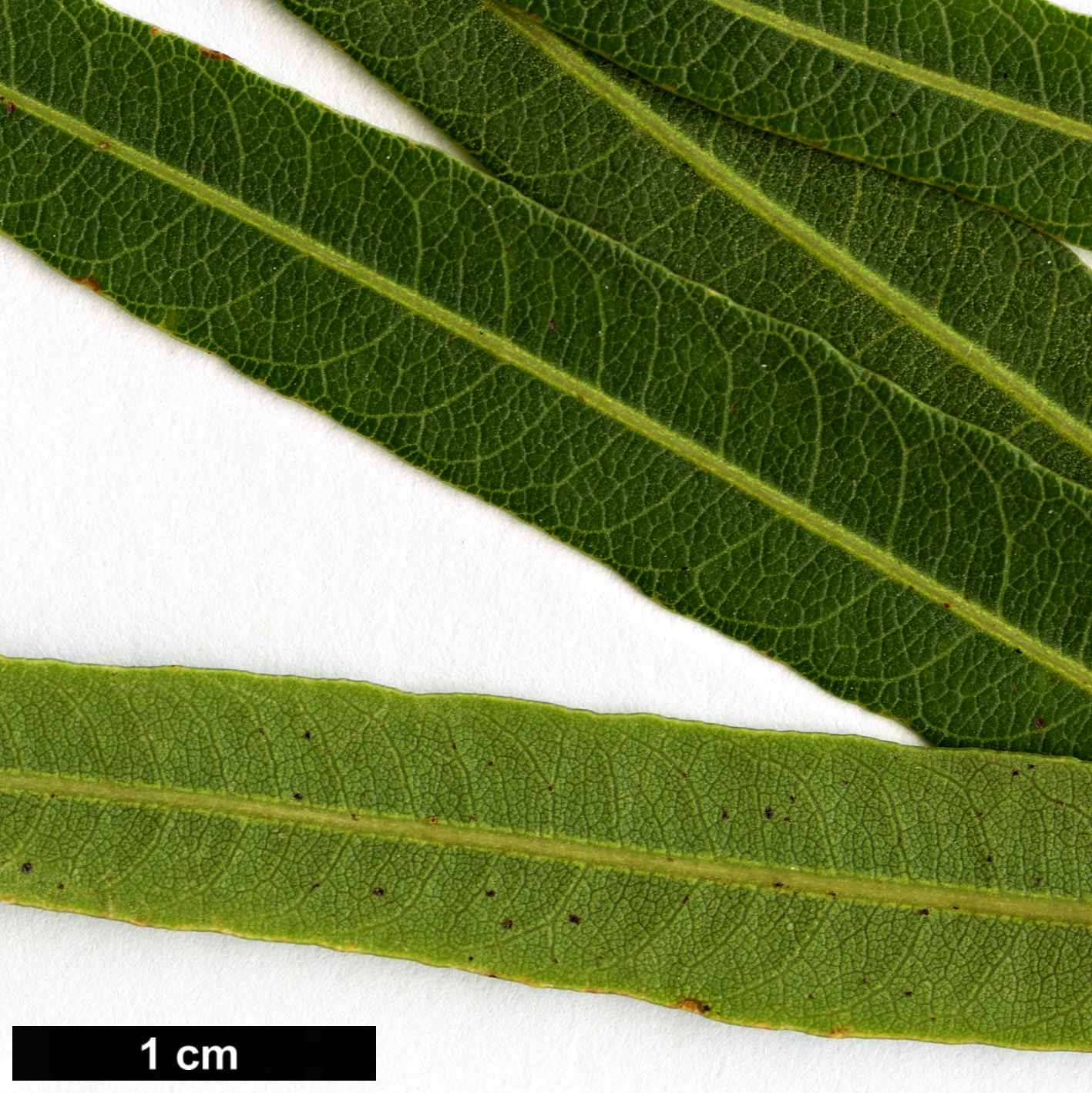 High resolution image: Family: Anacardiaceae - Genus: Searsia - Taxon: lancea