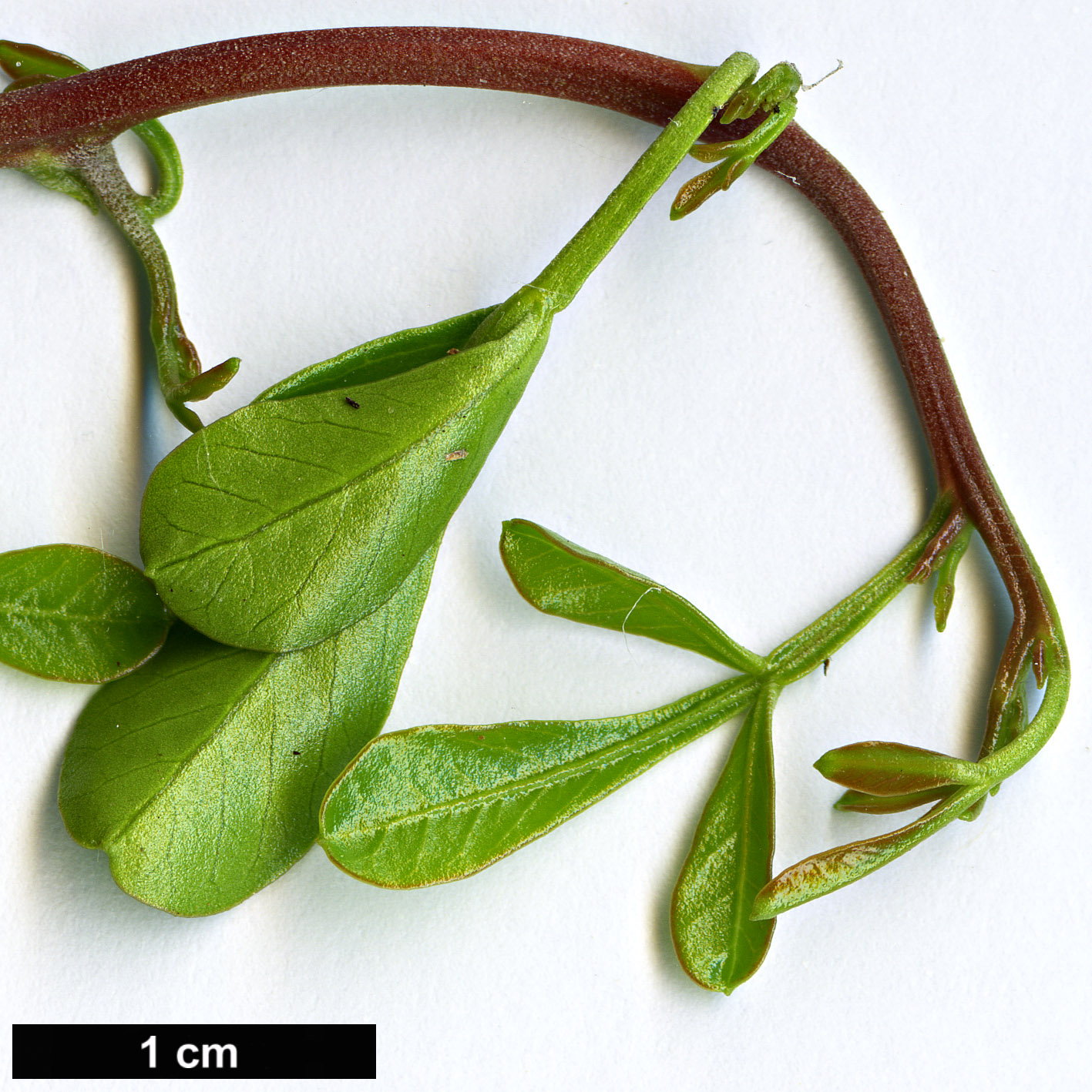 High resolution image: Family: Anacardiaceae - Genus: Searsia - Taxon: longispina