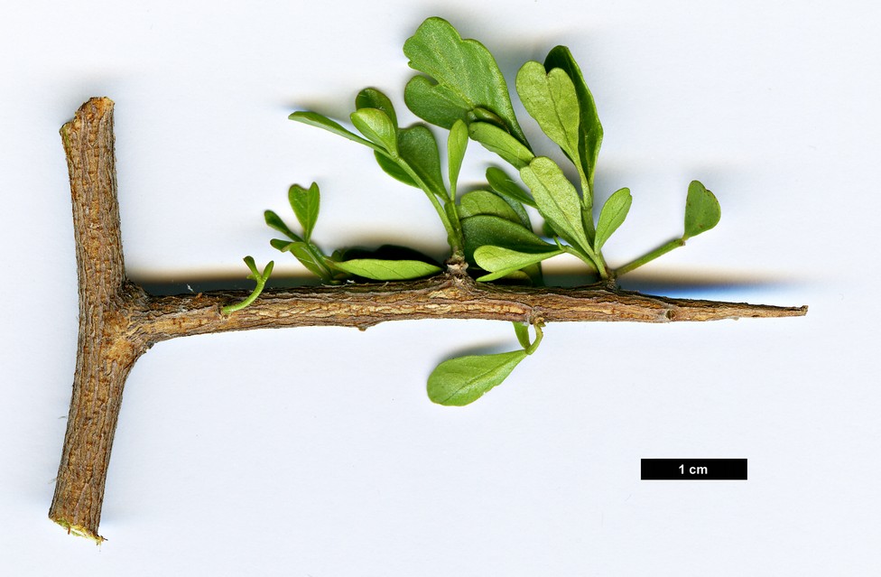 High resolution image: Family: Anacardiaceae - Genus: Searsia - Taxon: longispina