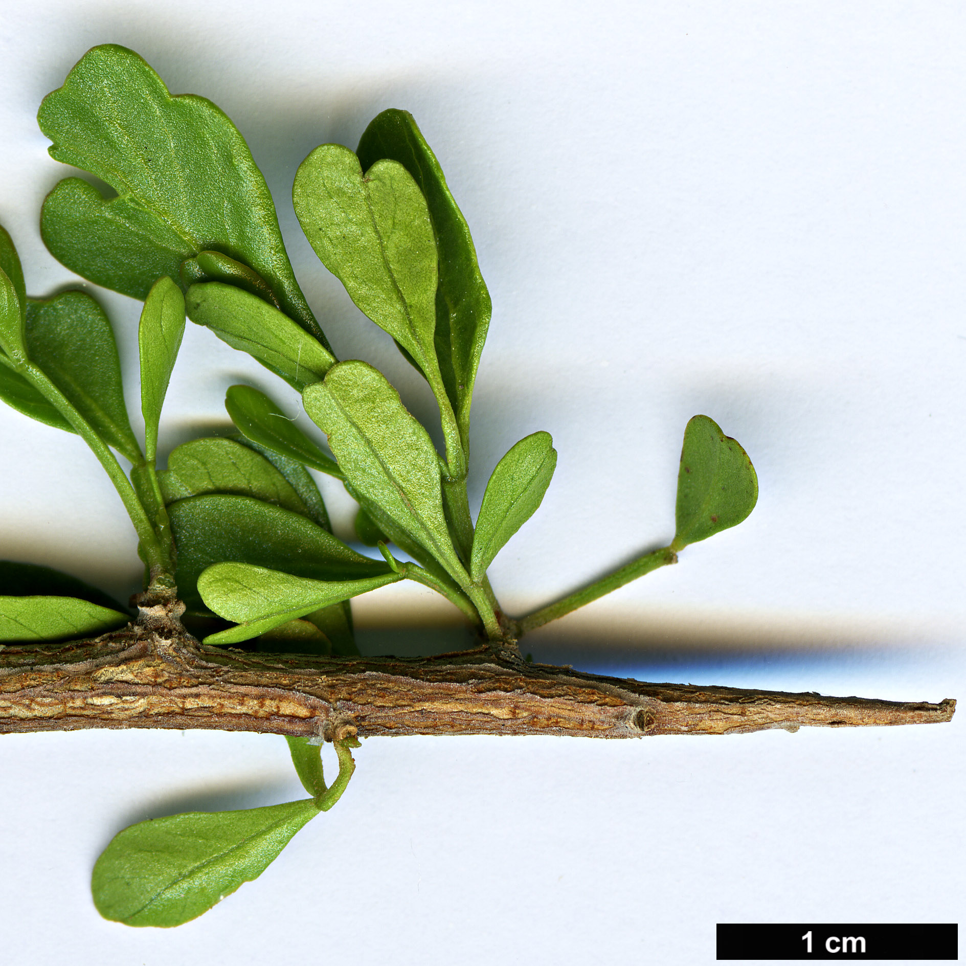 High resolution image: Family: Anacardiaceae - Genus: Searsia - Taxon: longispina