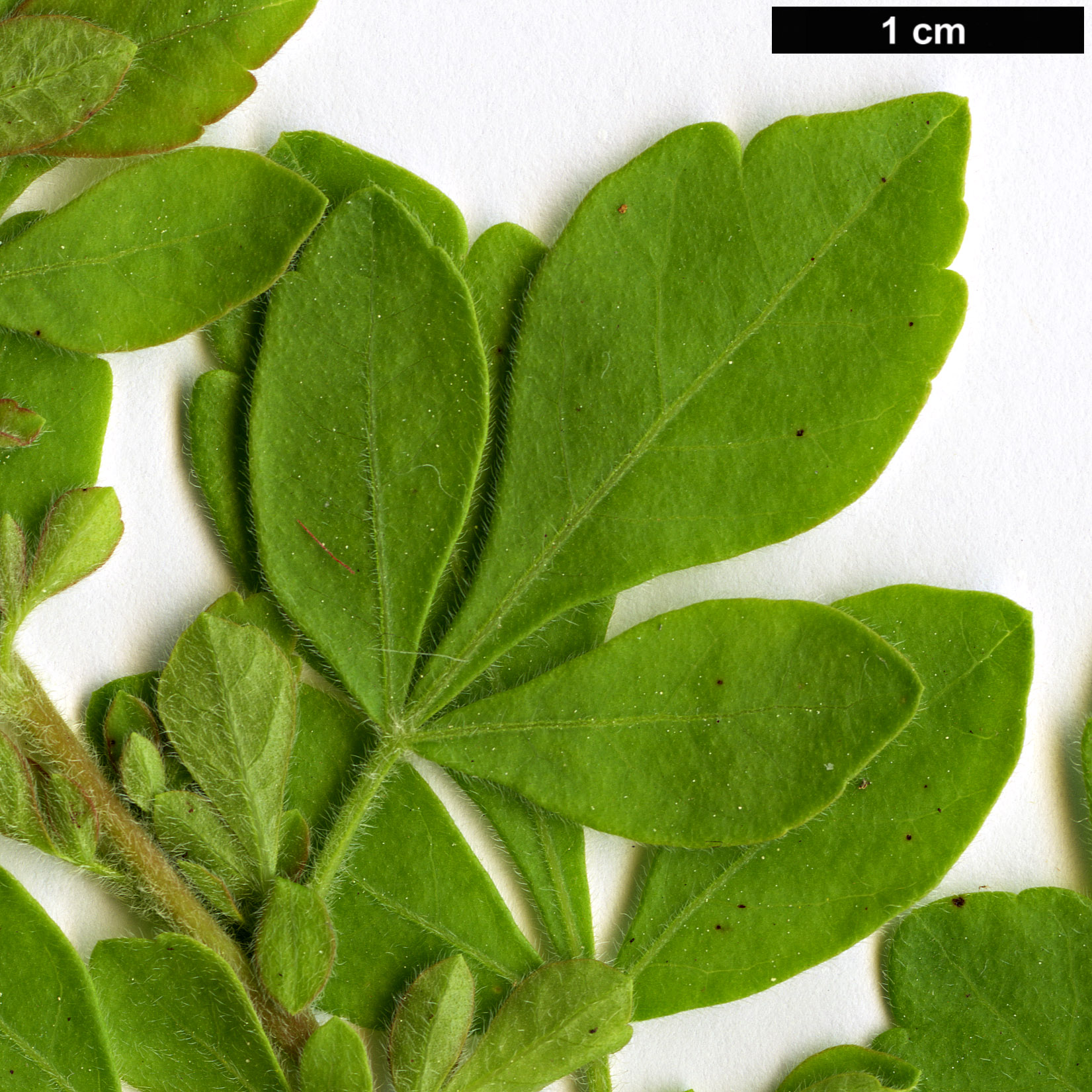 High resolution image: Family: Anacardiaceae - Genus: Searsia - Taxon: pentheri