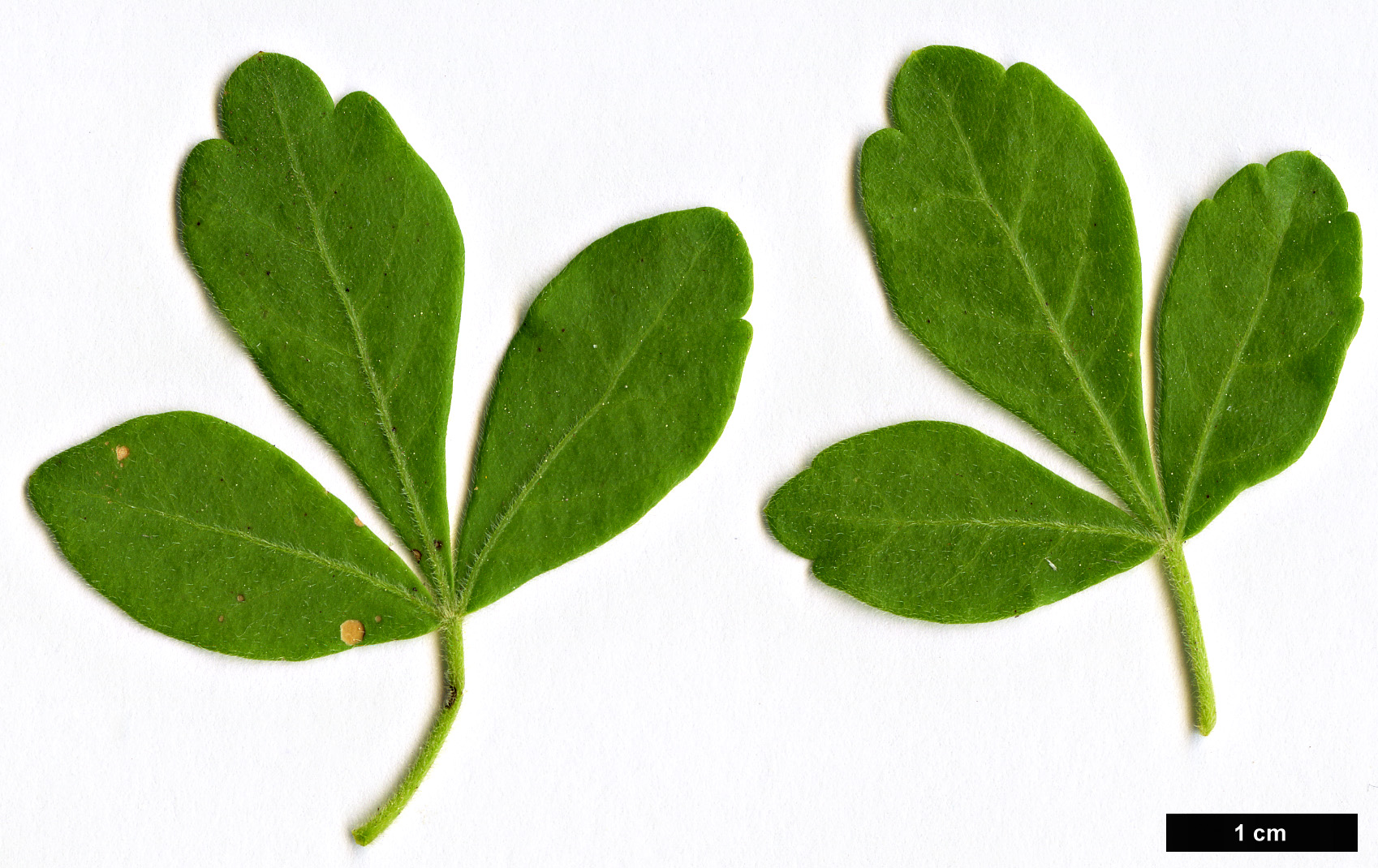 High resolution image: Family: Anacardiaceae - Genus: Searsia - Taxon: pentheri
