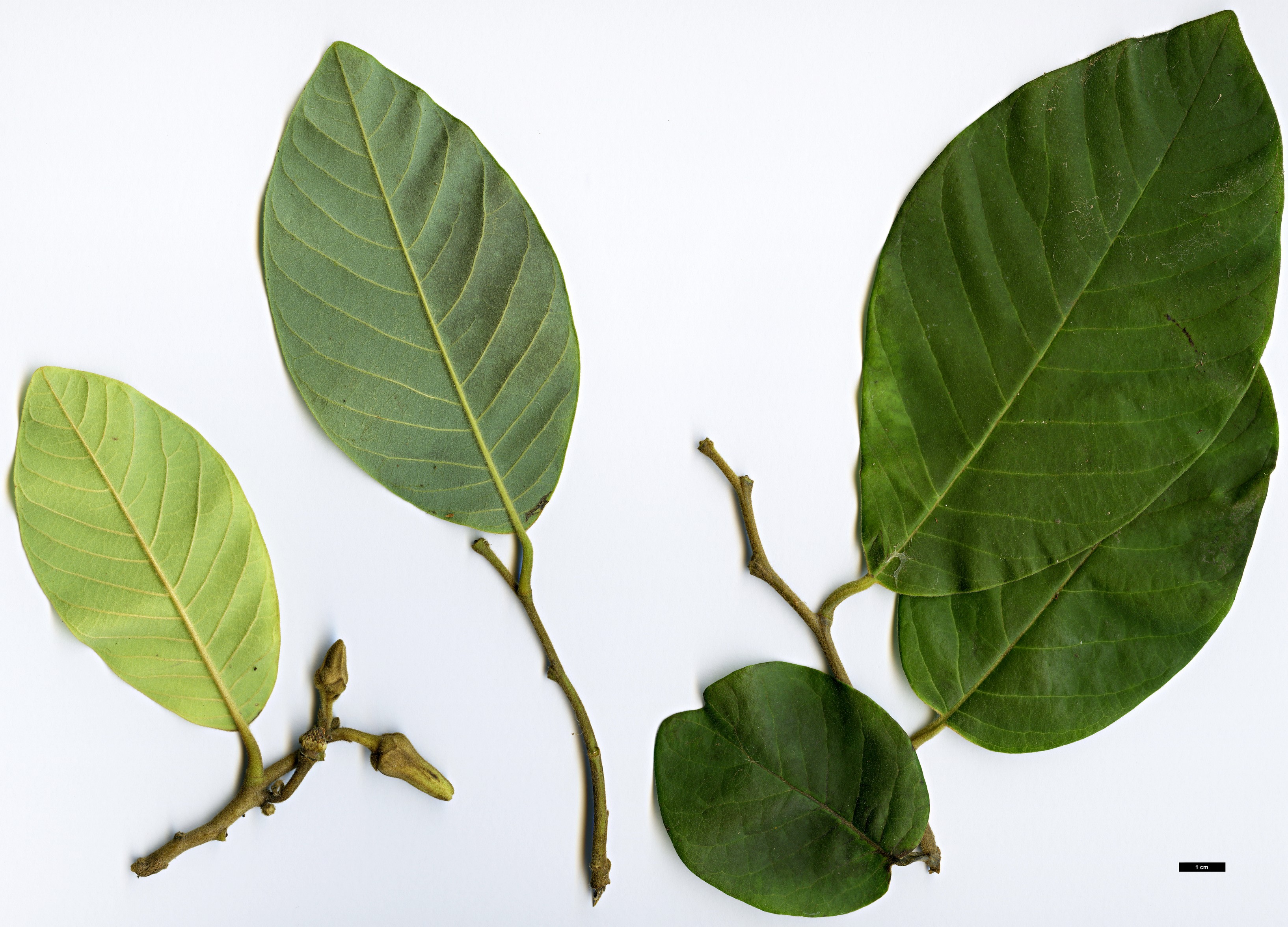 High resolution image: Family: Annonaceae - Genus: Annona - Taxon: cherimola